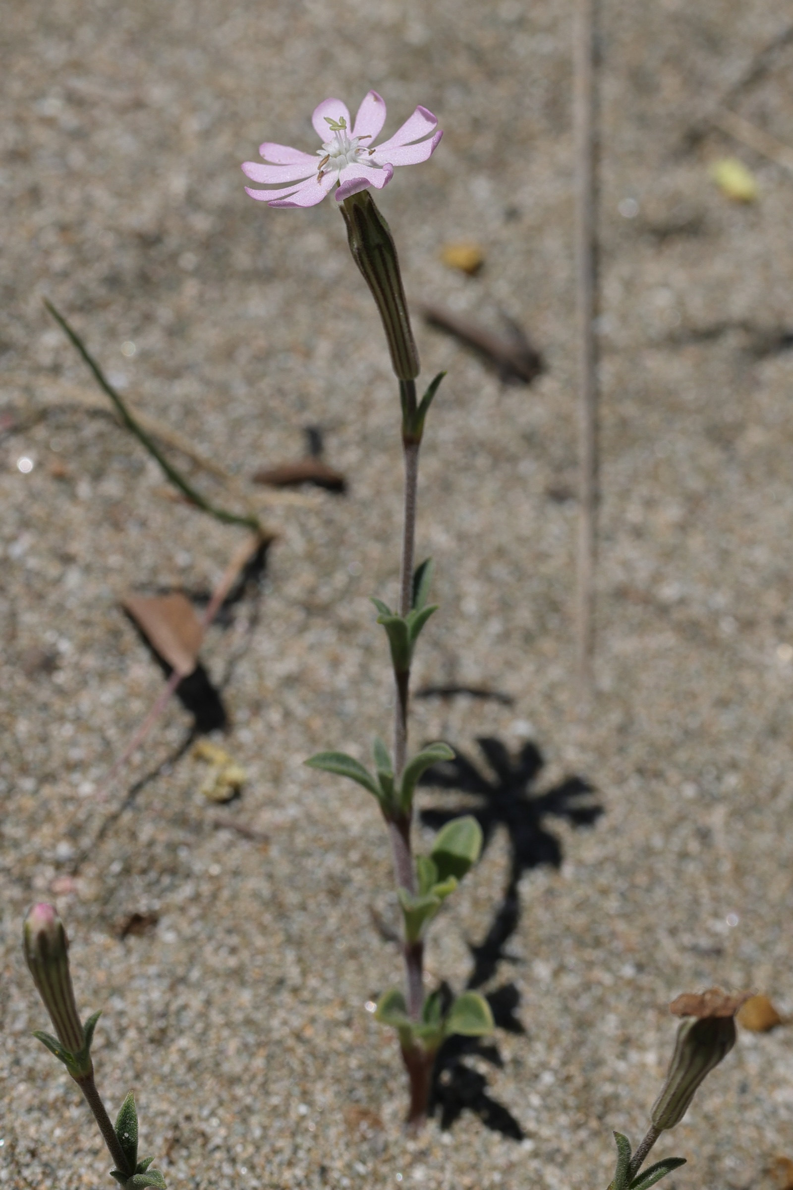 silene_sericea1md