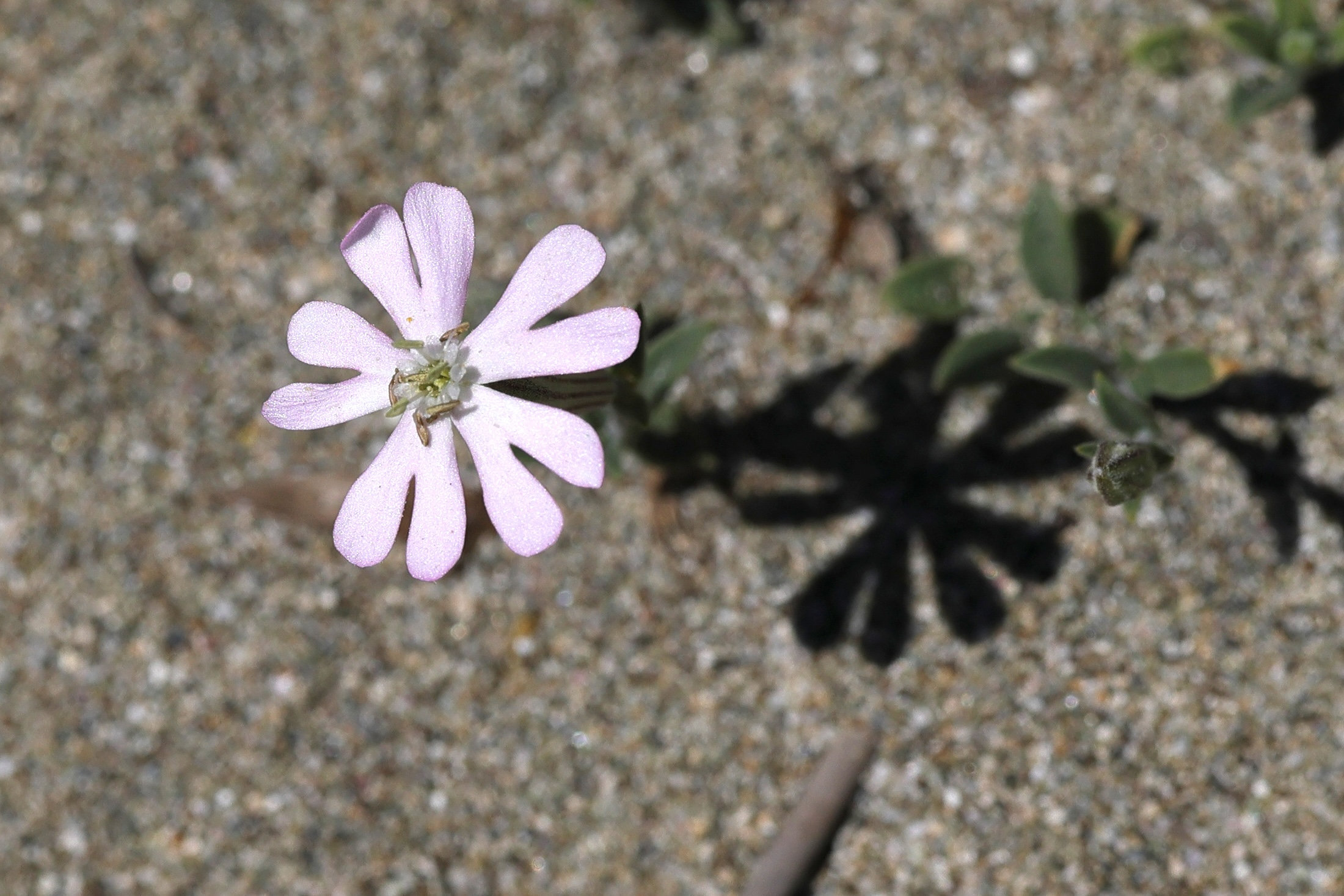 silene_sericea2md