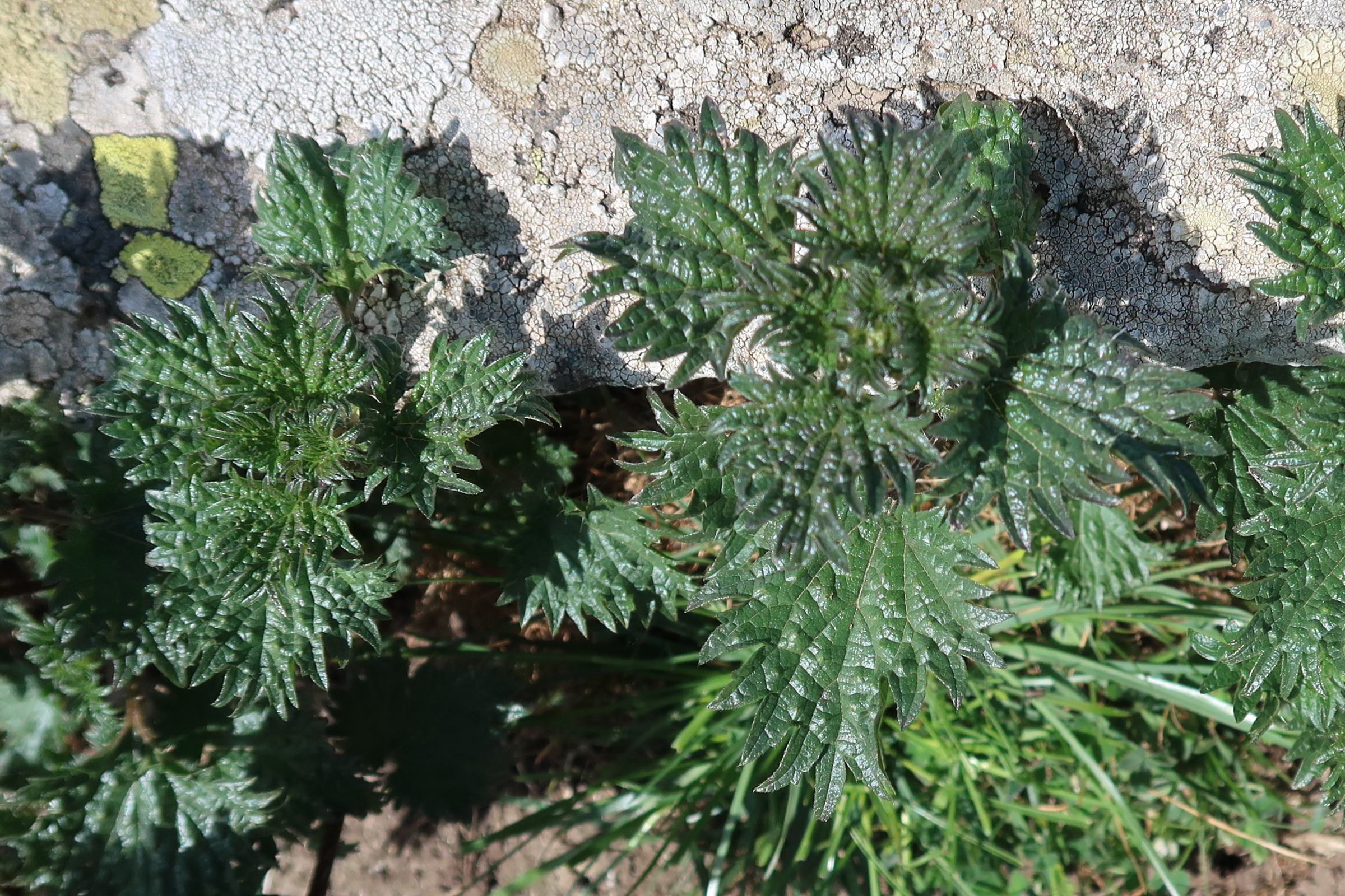 urtica_atrovirens1md