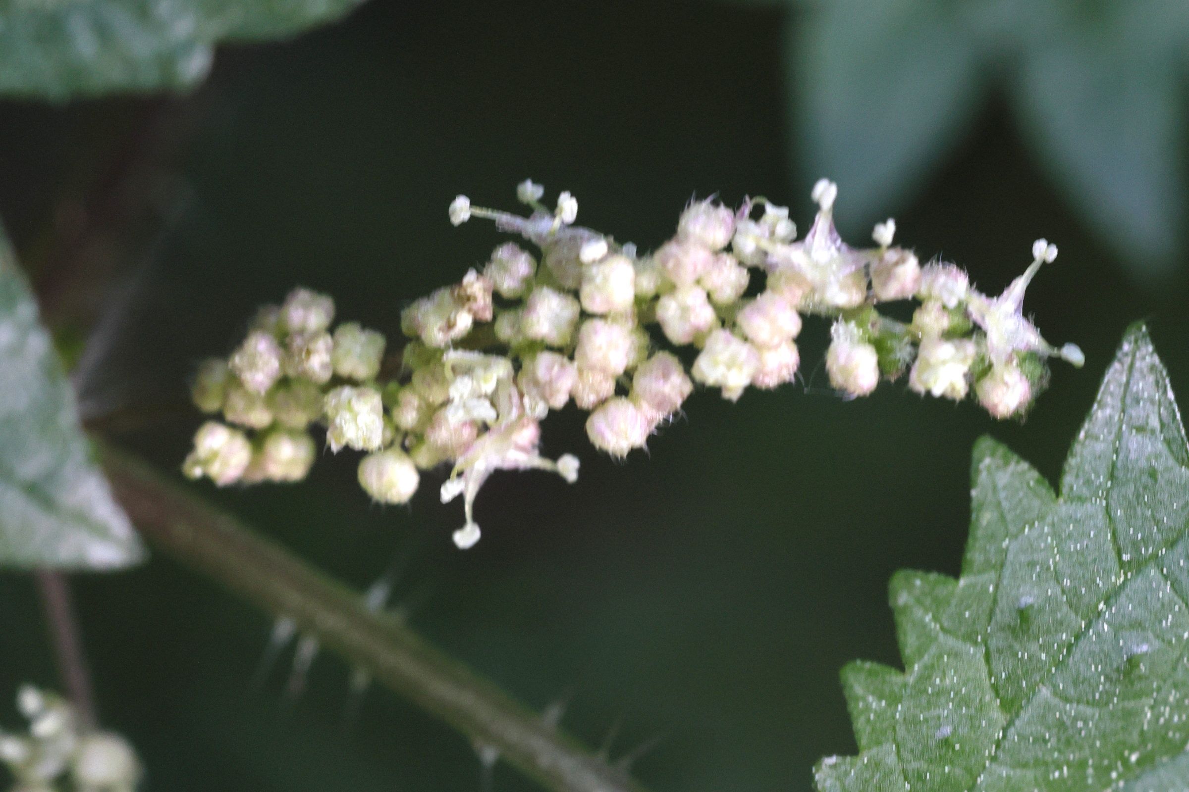 urtica_atrovirens2md