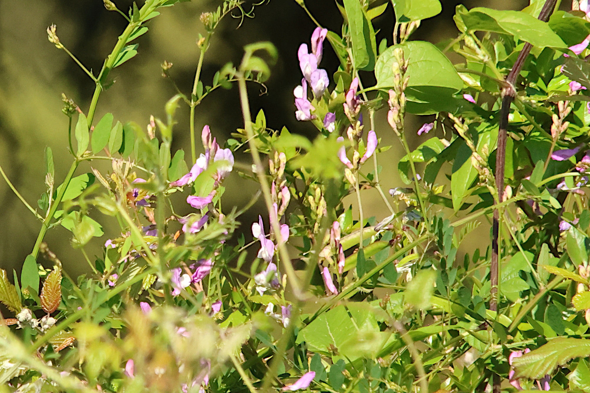 vicia_altissima1md