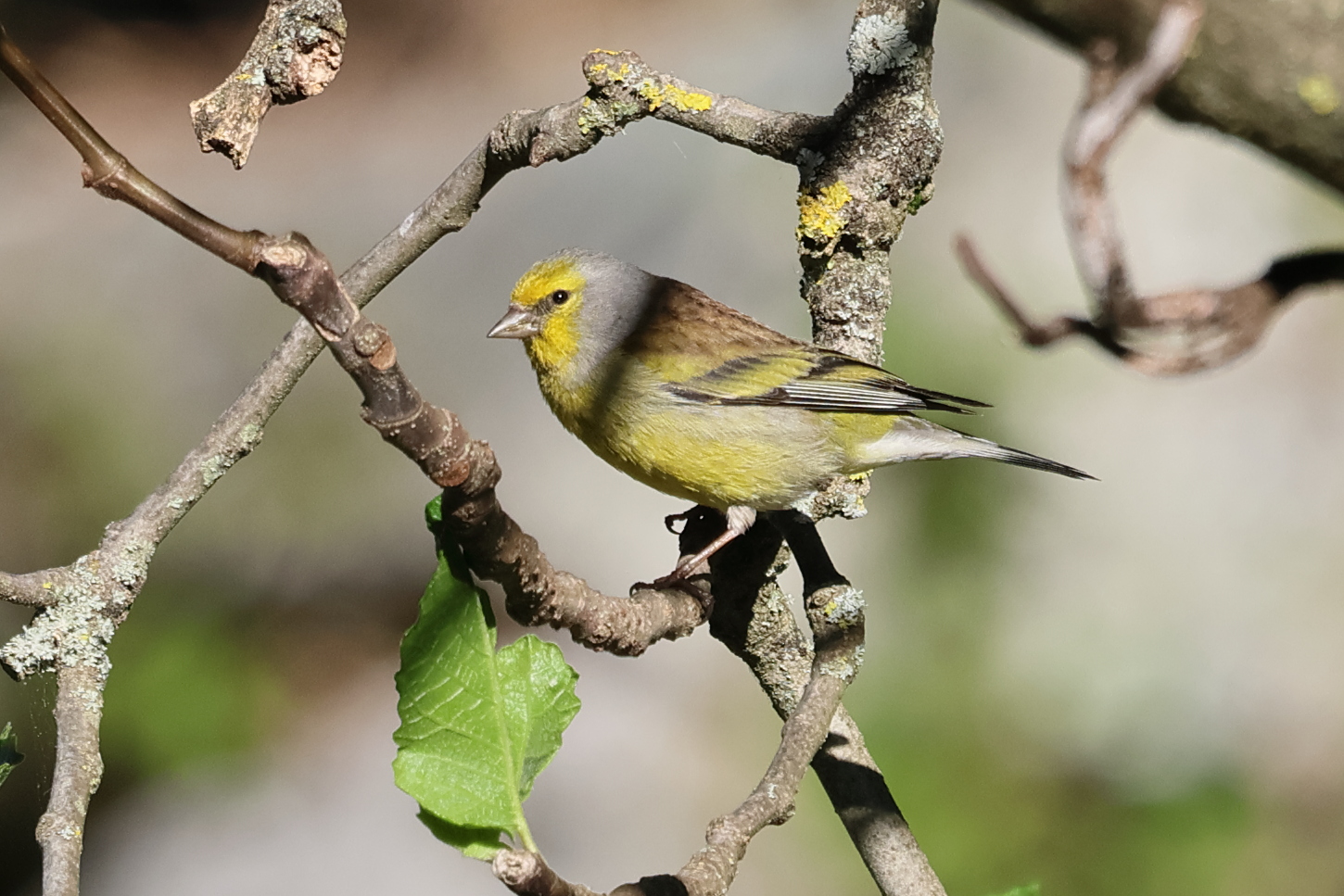 venturon_corse_-_carduelis_corsicana1bd