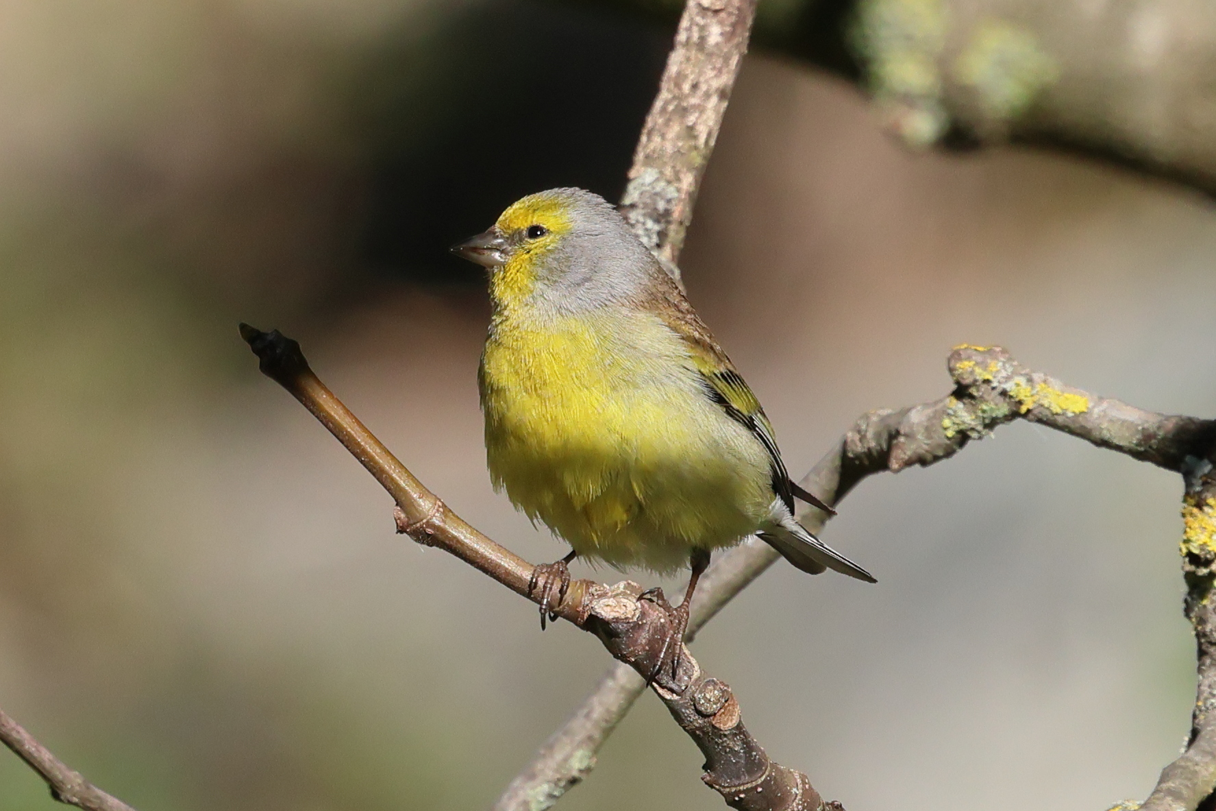 venturon_corse_-_carduelis_corsicana2bd