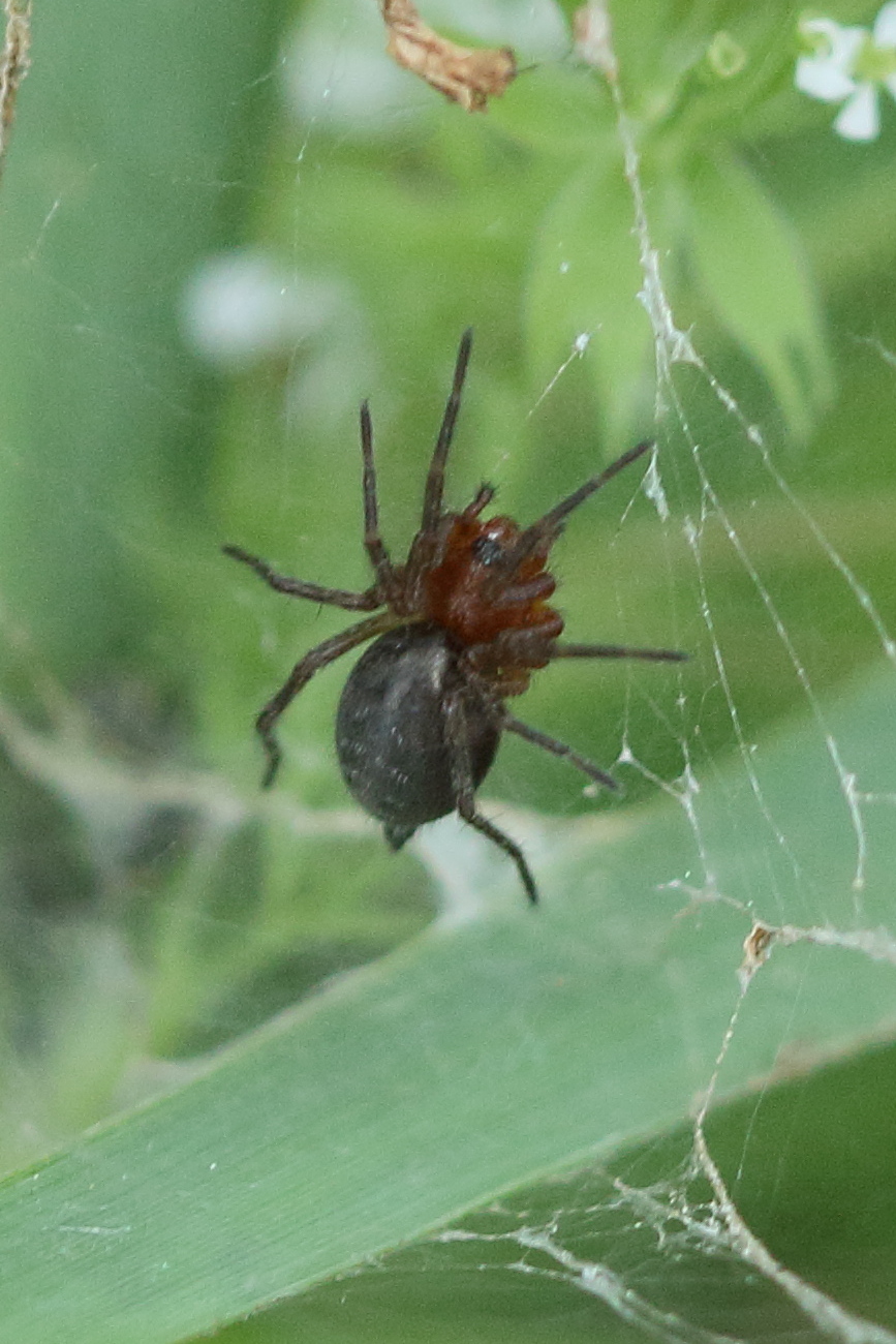 agelena_labyrinthica_juv1bd