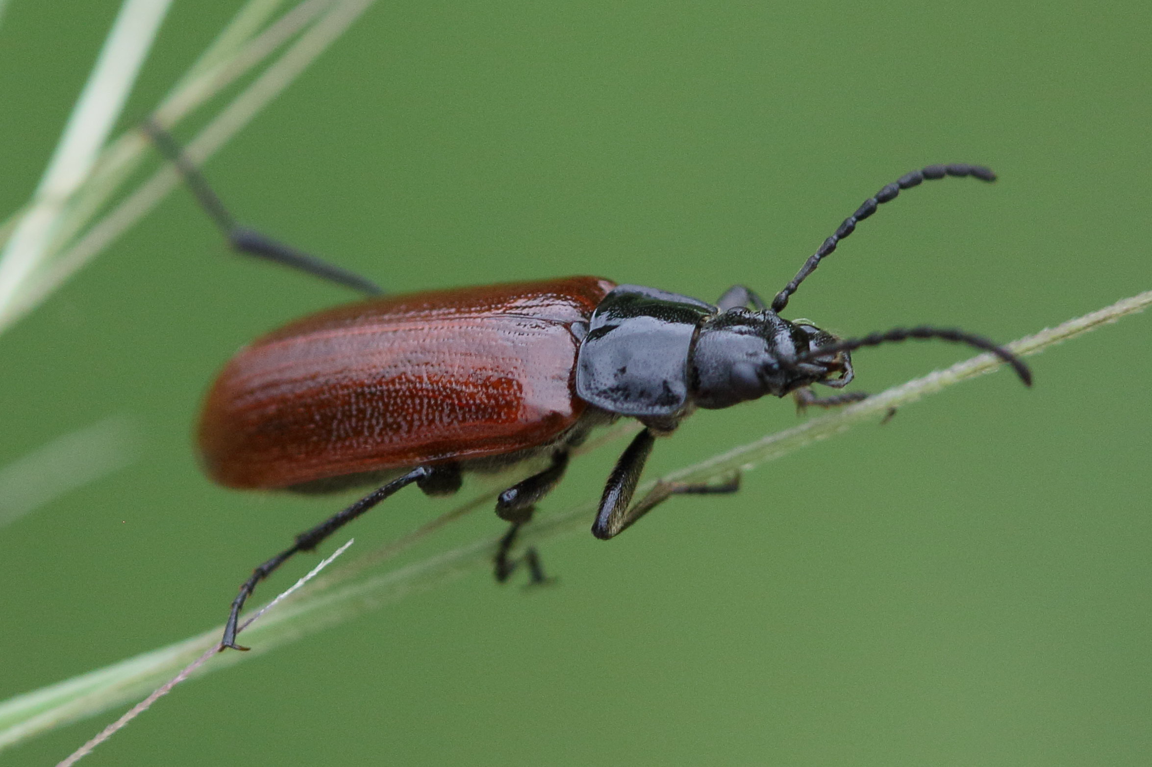 Afficher le média omophlus_lepturoides4bd omophlus_lepturoides4bd