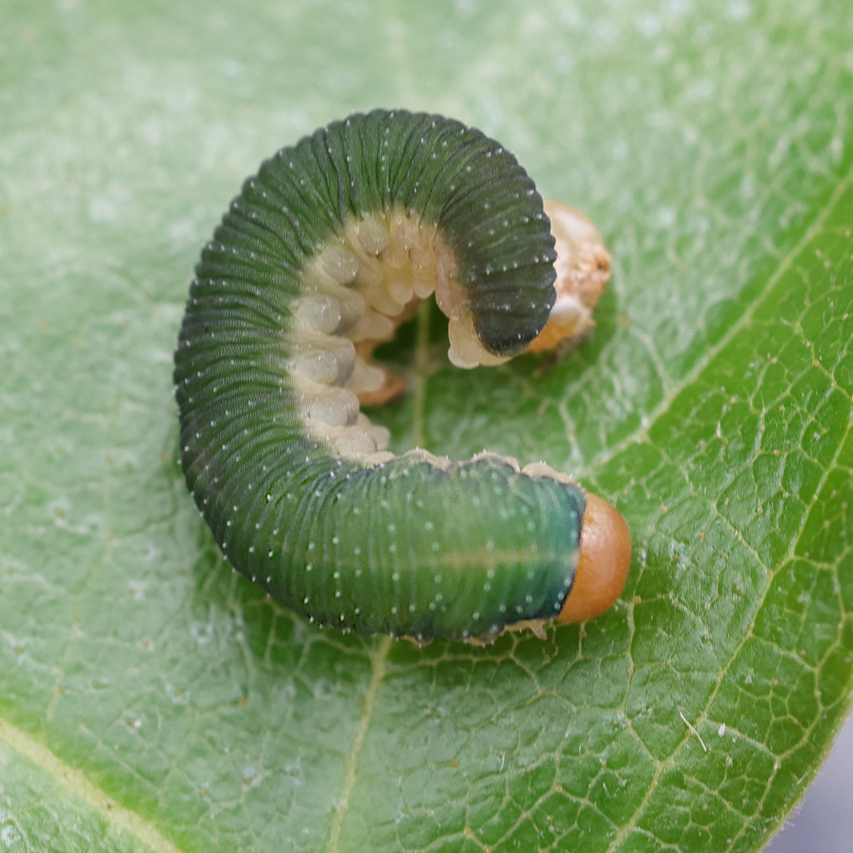 allantus_togatus_larv1md