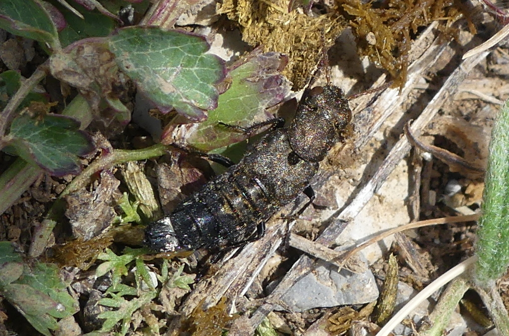 ontholestes_murinus4mv