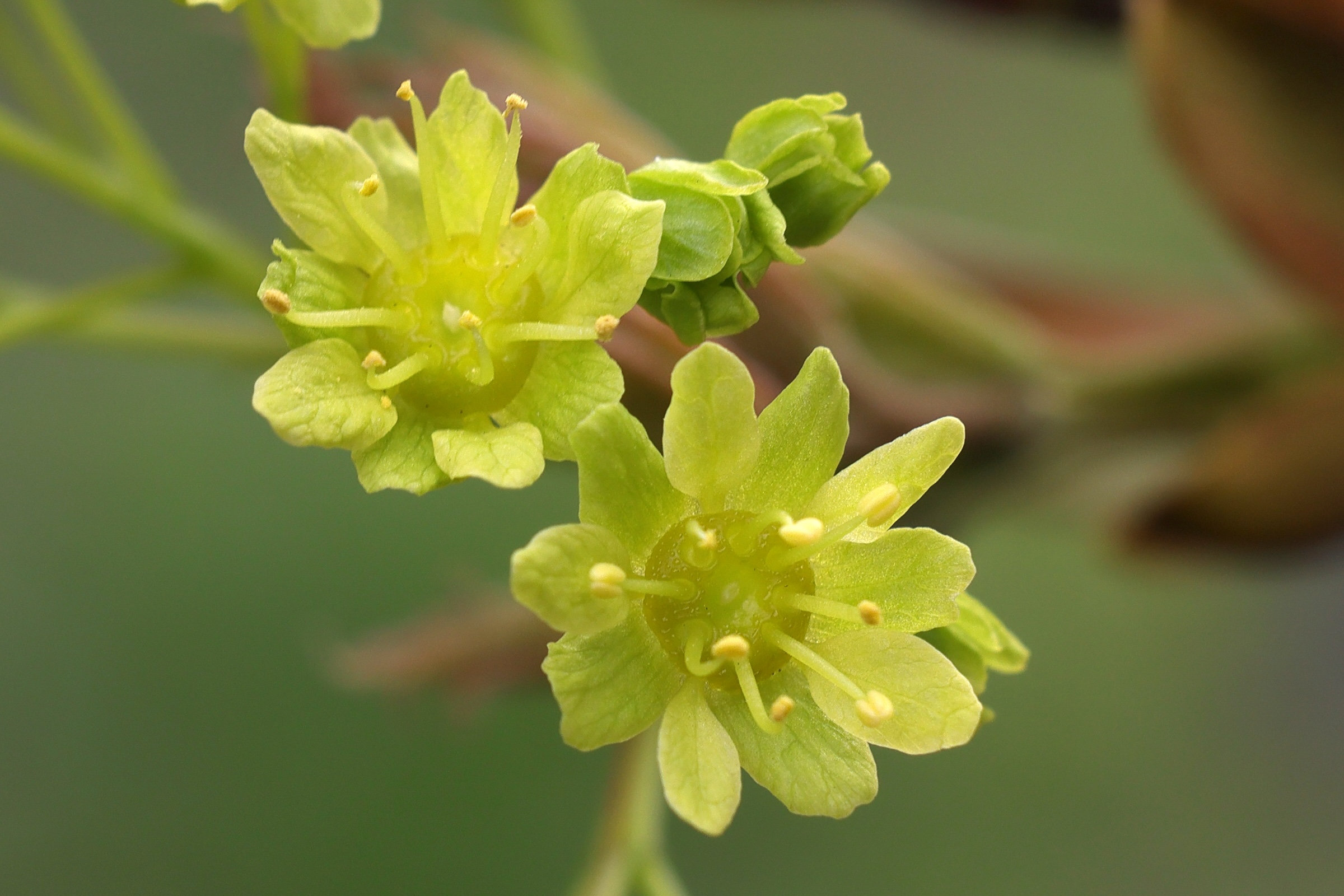 acer_platanoides2bmd