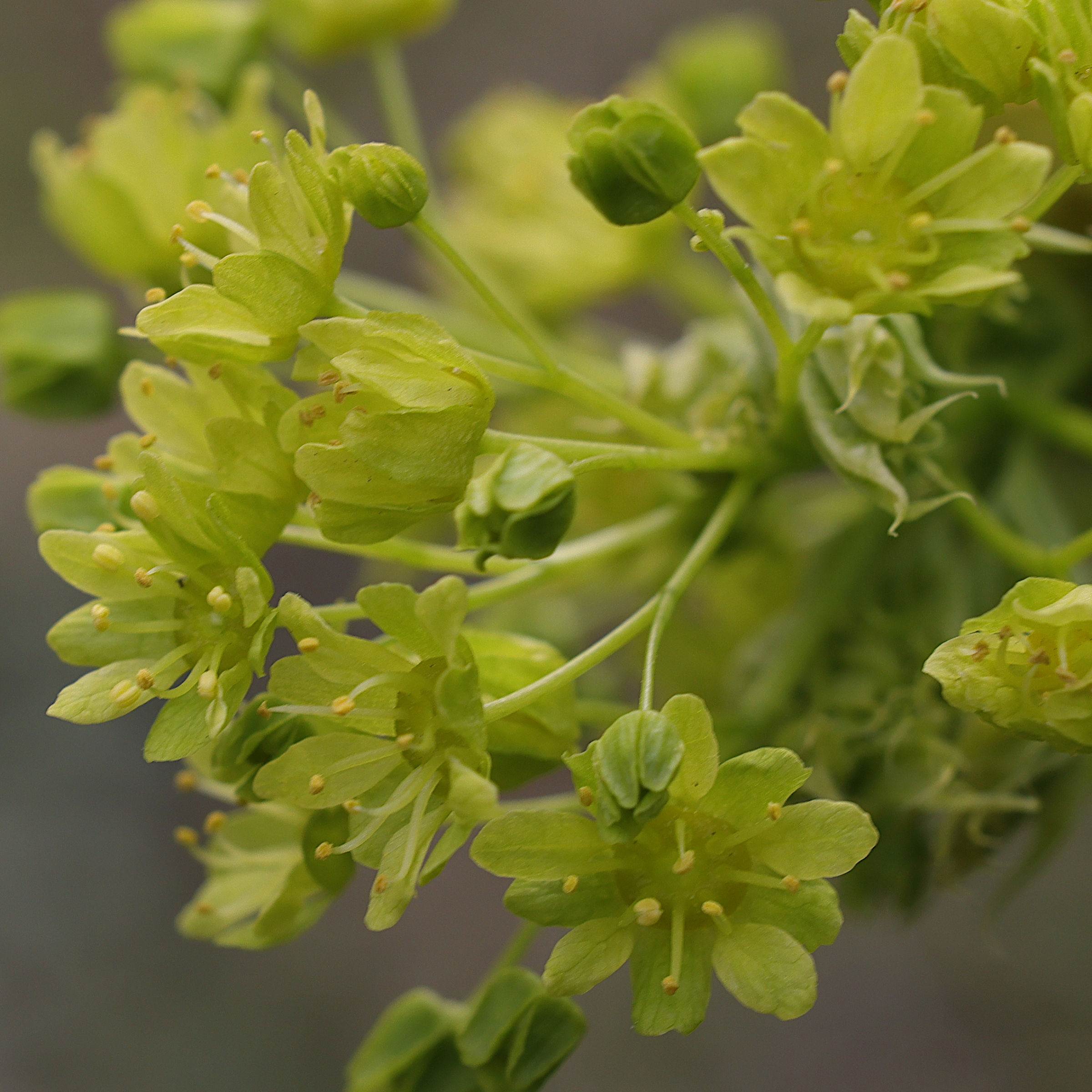 acer_platanoides3md