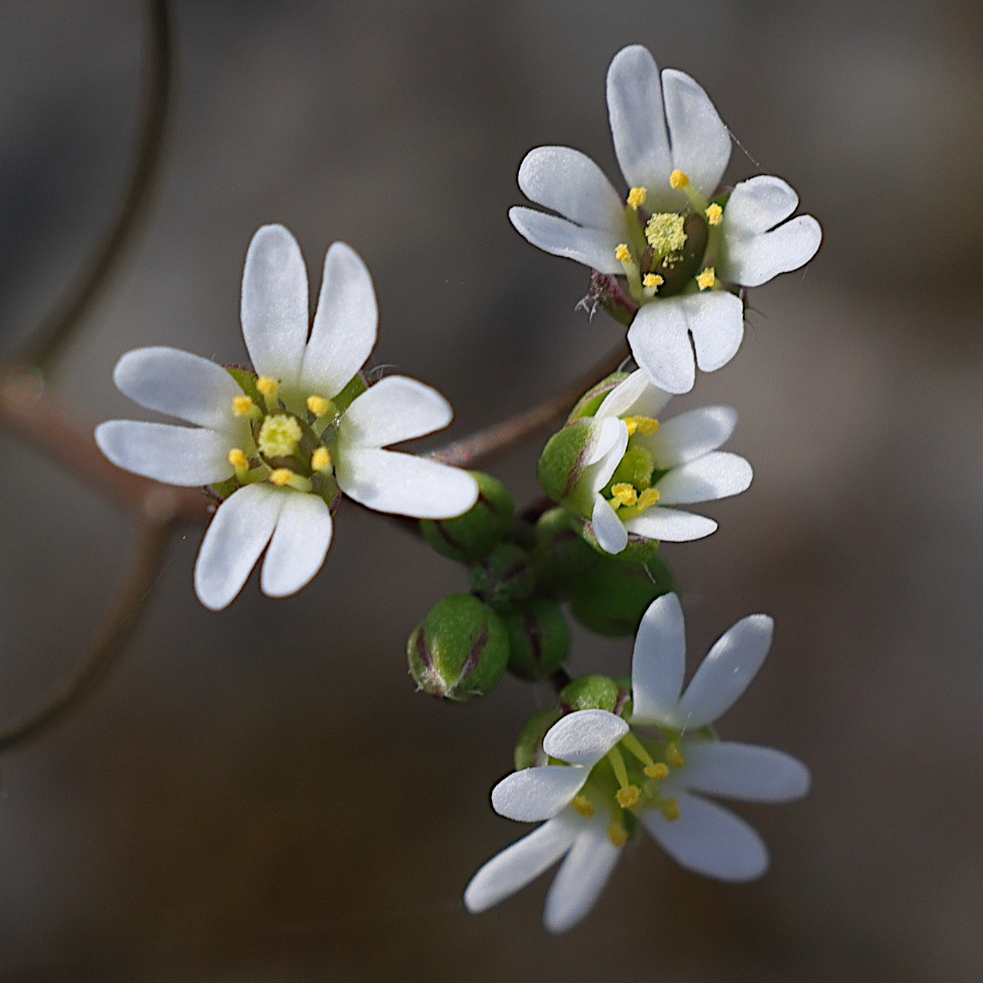 draba_verna10md