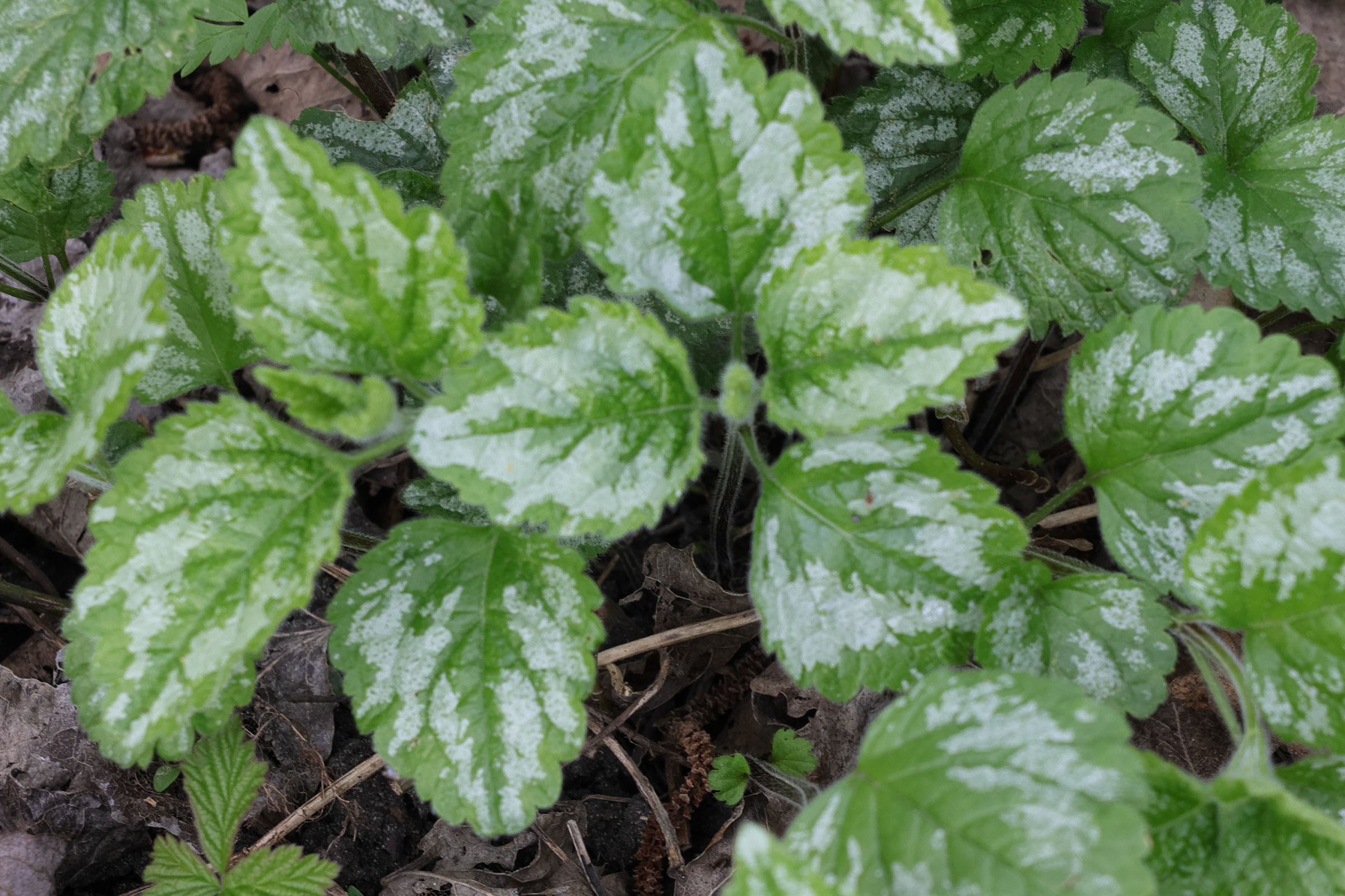 lamium_galeobdolon1md