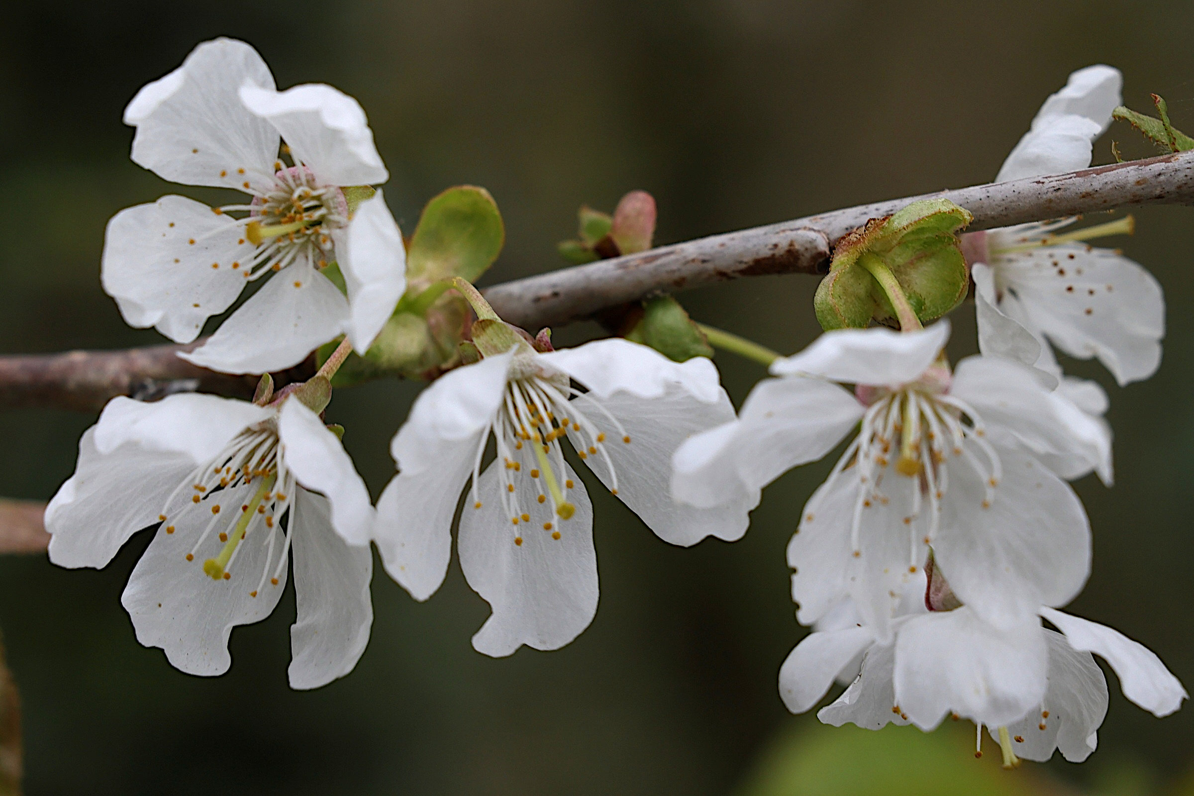 prunus_avium3