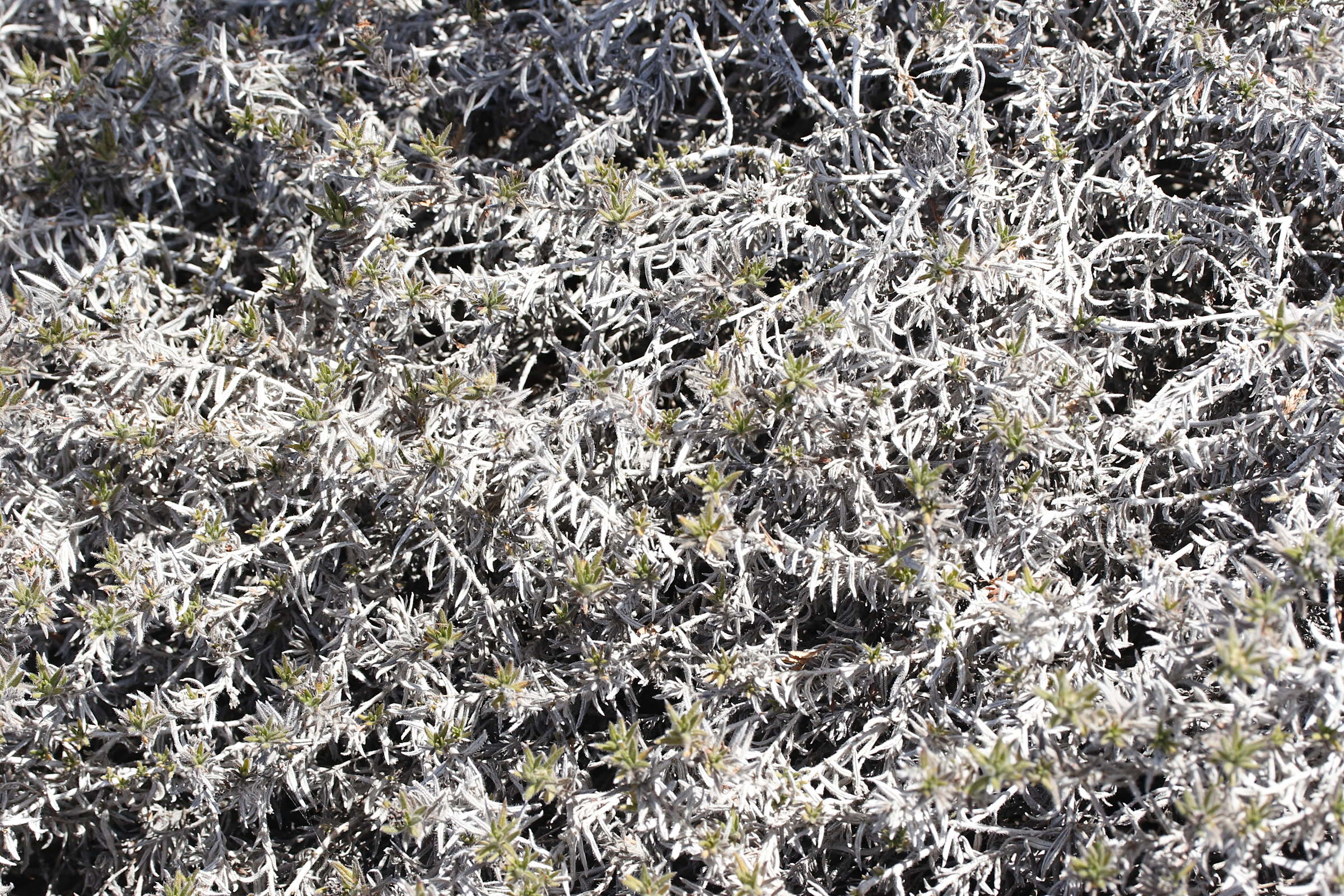 euploca_humilis1md