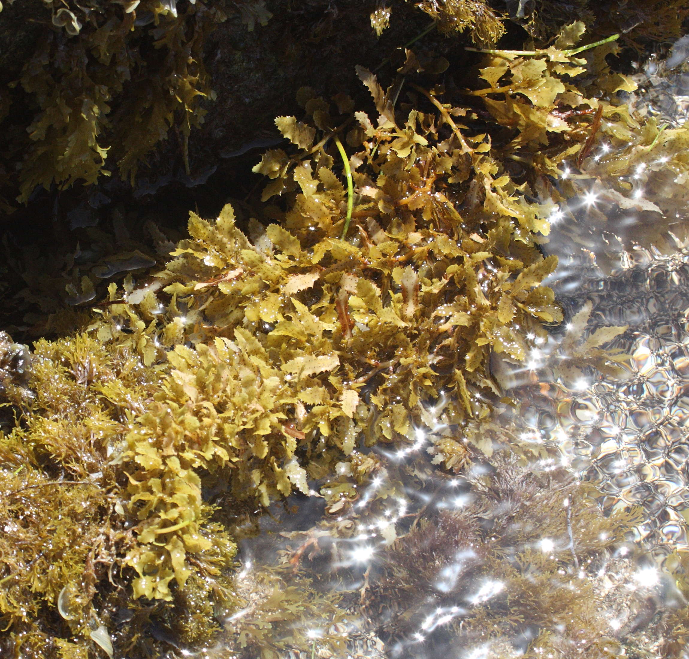 sargassum_sp1md