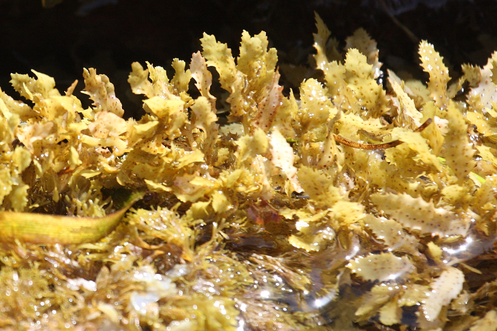 sargassum_sp2md