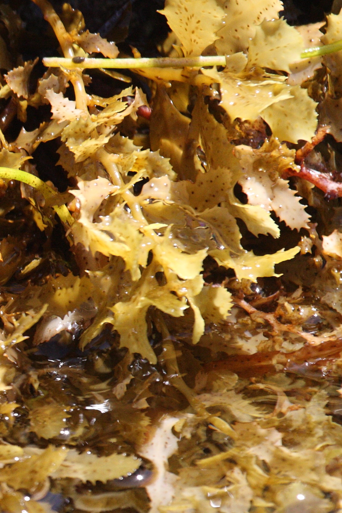 sargassum_sp3md