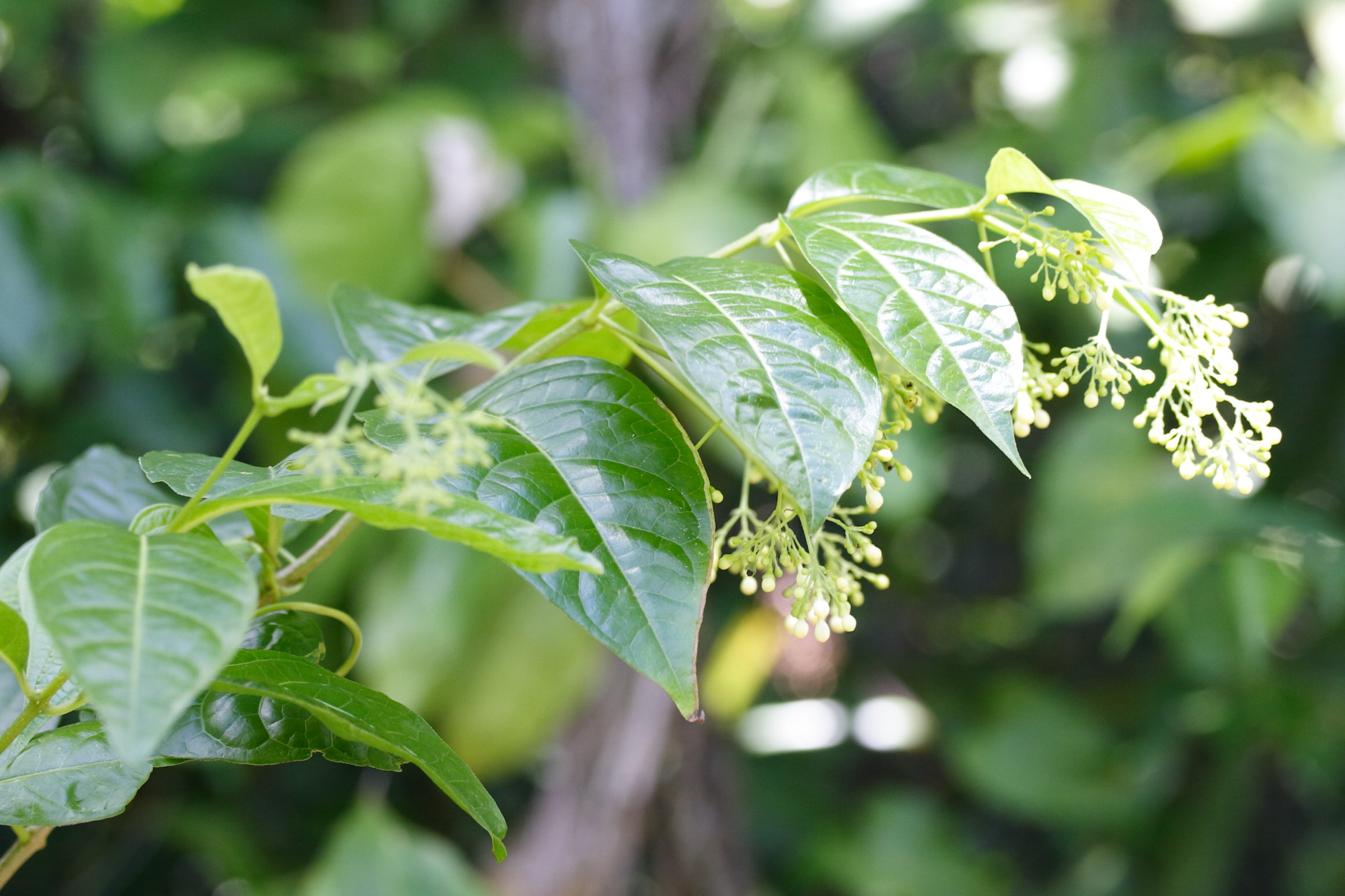 aegiphila_martinicensis1md