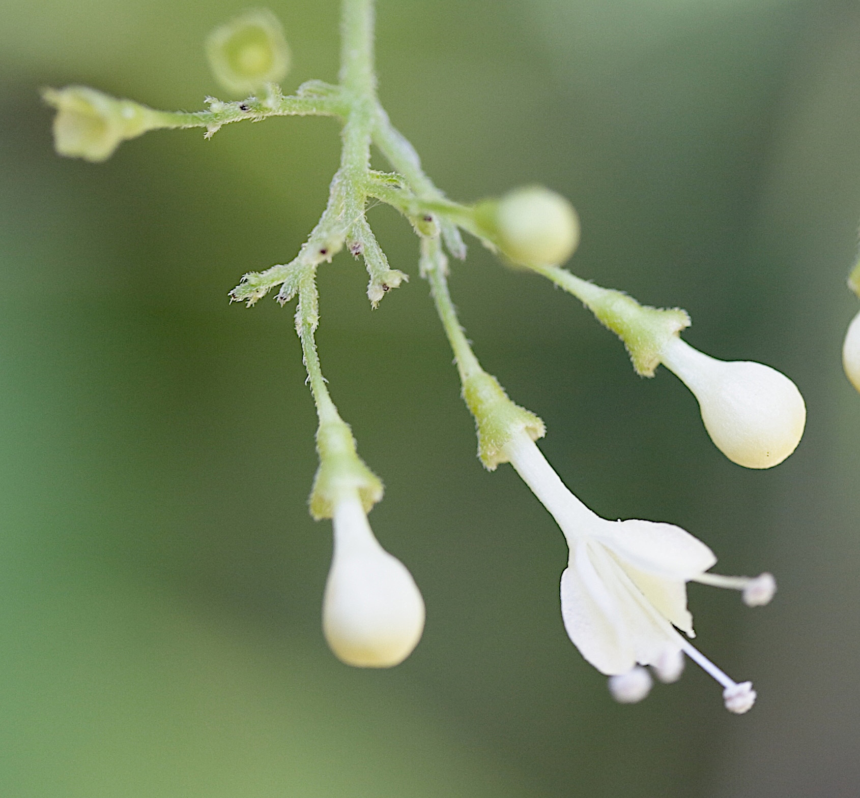 aegiphila_martinicensis2md