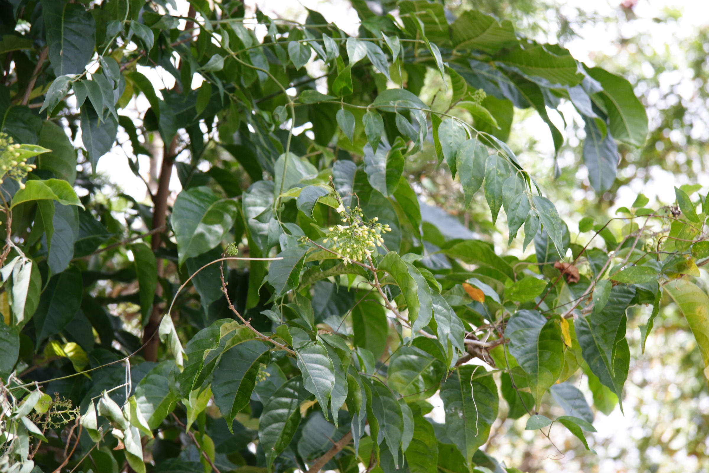 aegiphila_martinicensis4md