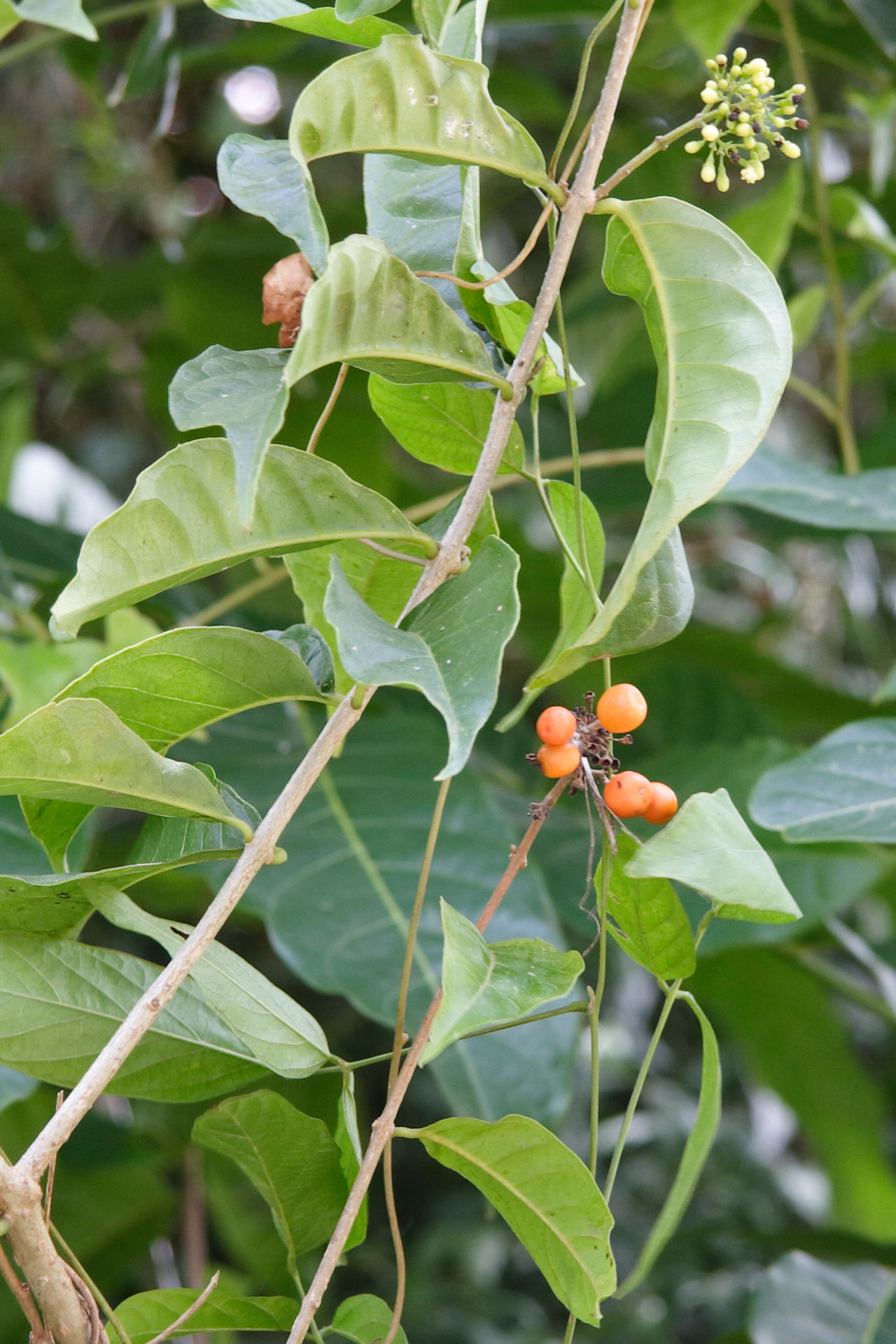 aegiphila_martinicensis5md