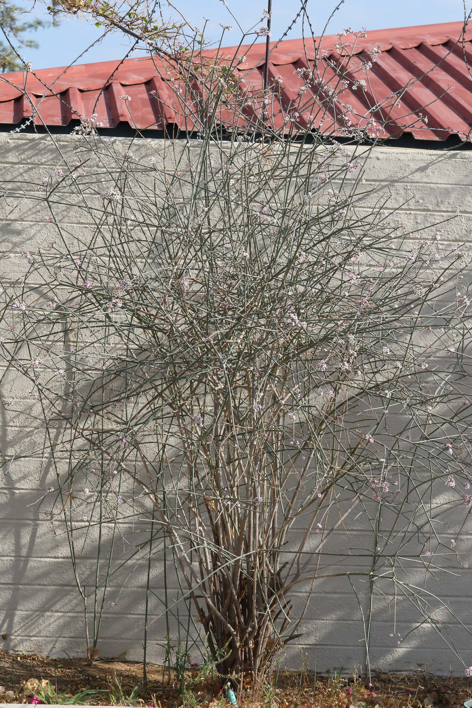 euphorbia_xanti1mdmd