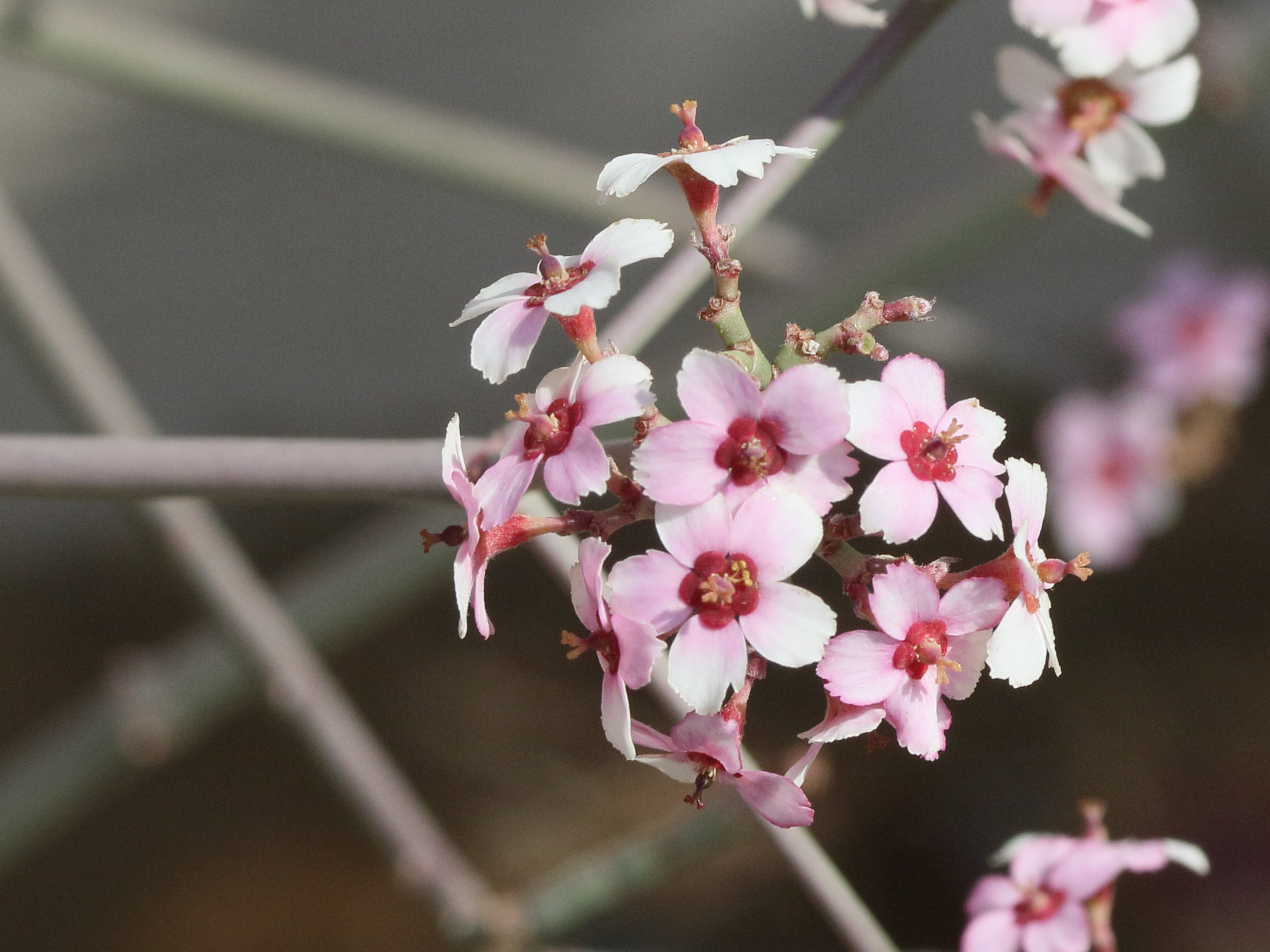 euphorbia_xanti2md