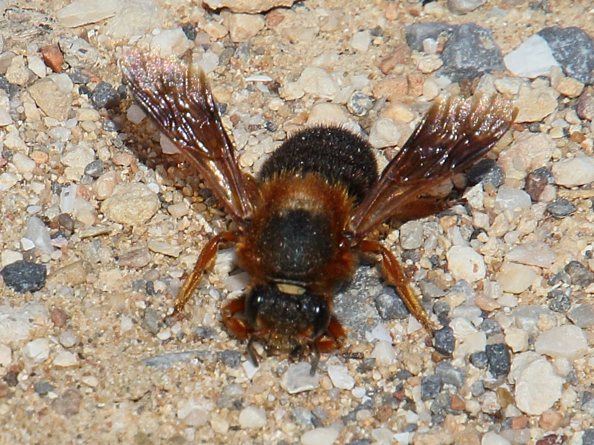 megachile_sicula4bd