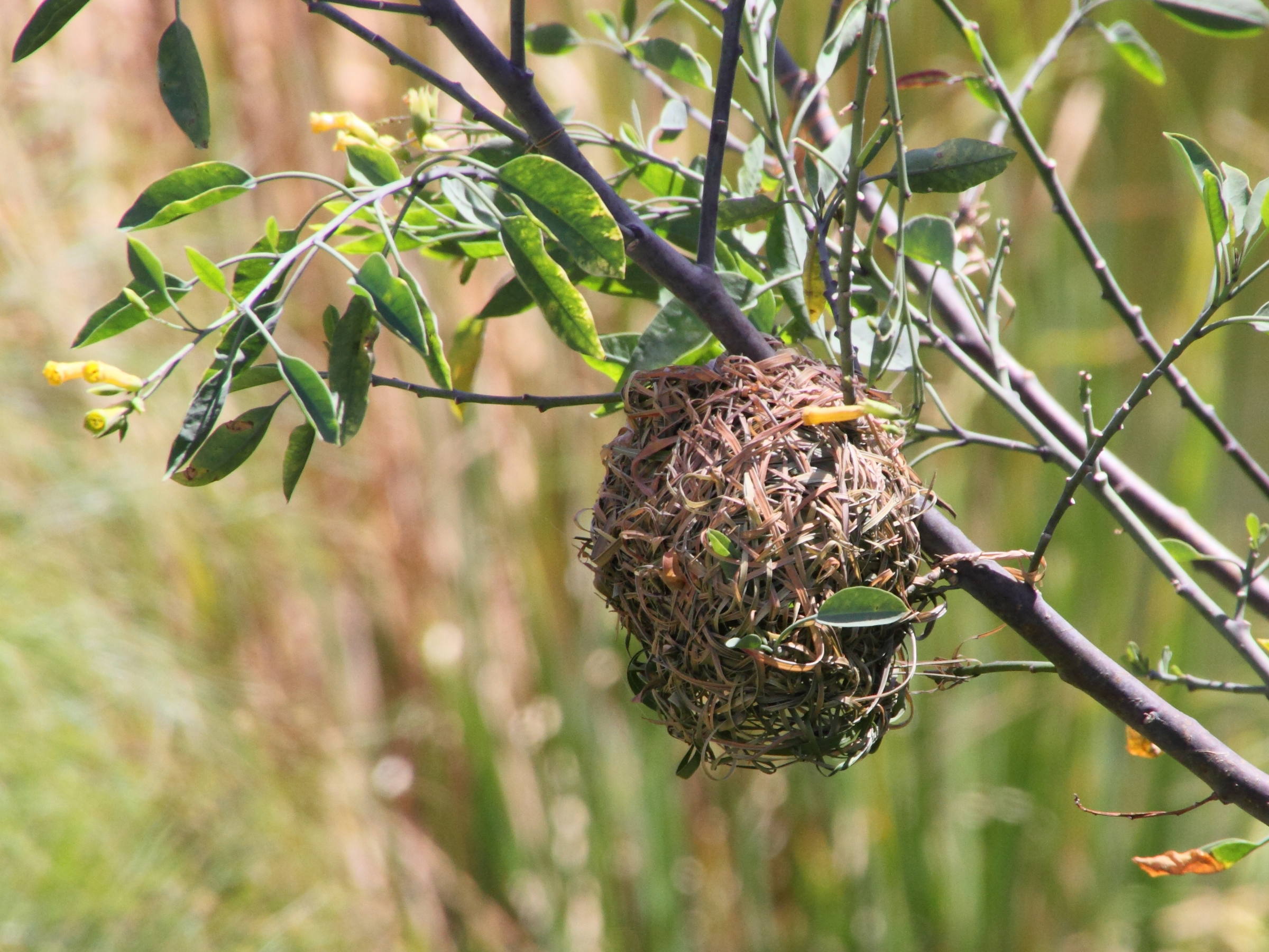 tisserin_a_tete_noire_-_ploceus_melanocephalus-nid1mdmd