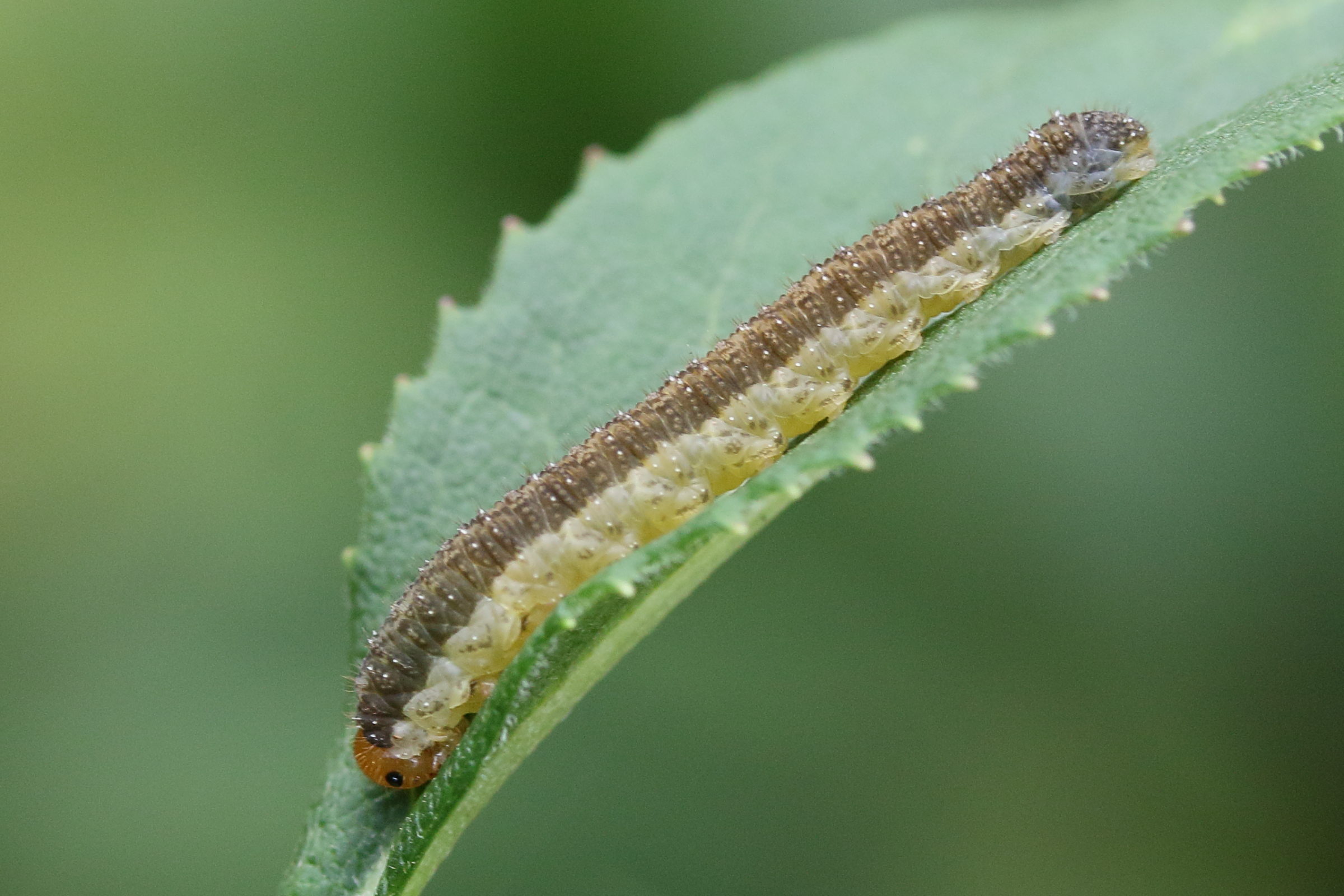 pachyprotasis_antennata_larv1md