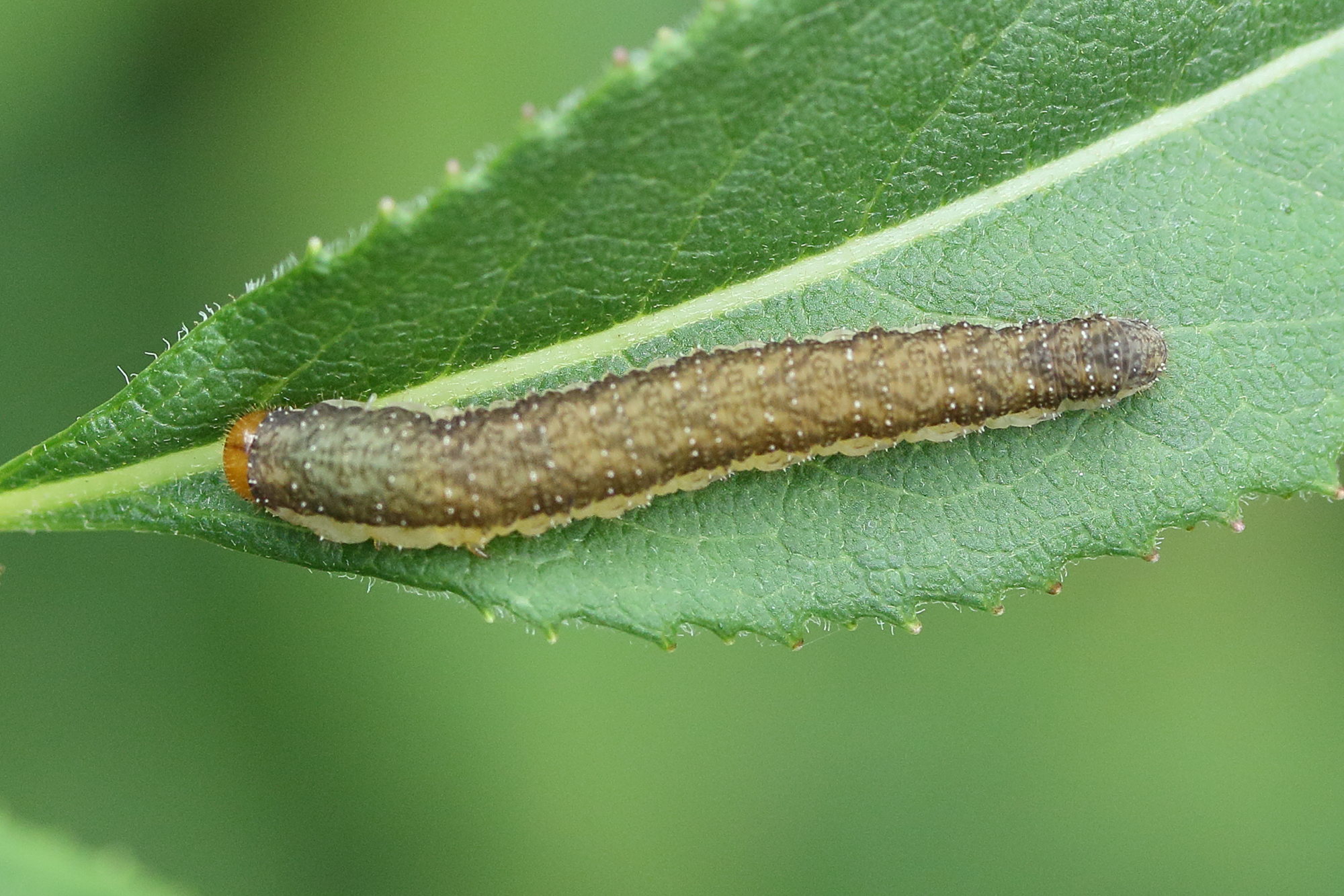 pachyprotasis_antennata_larv2md