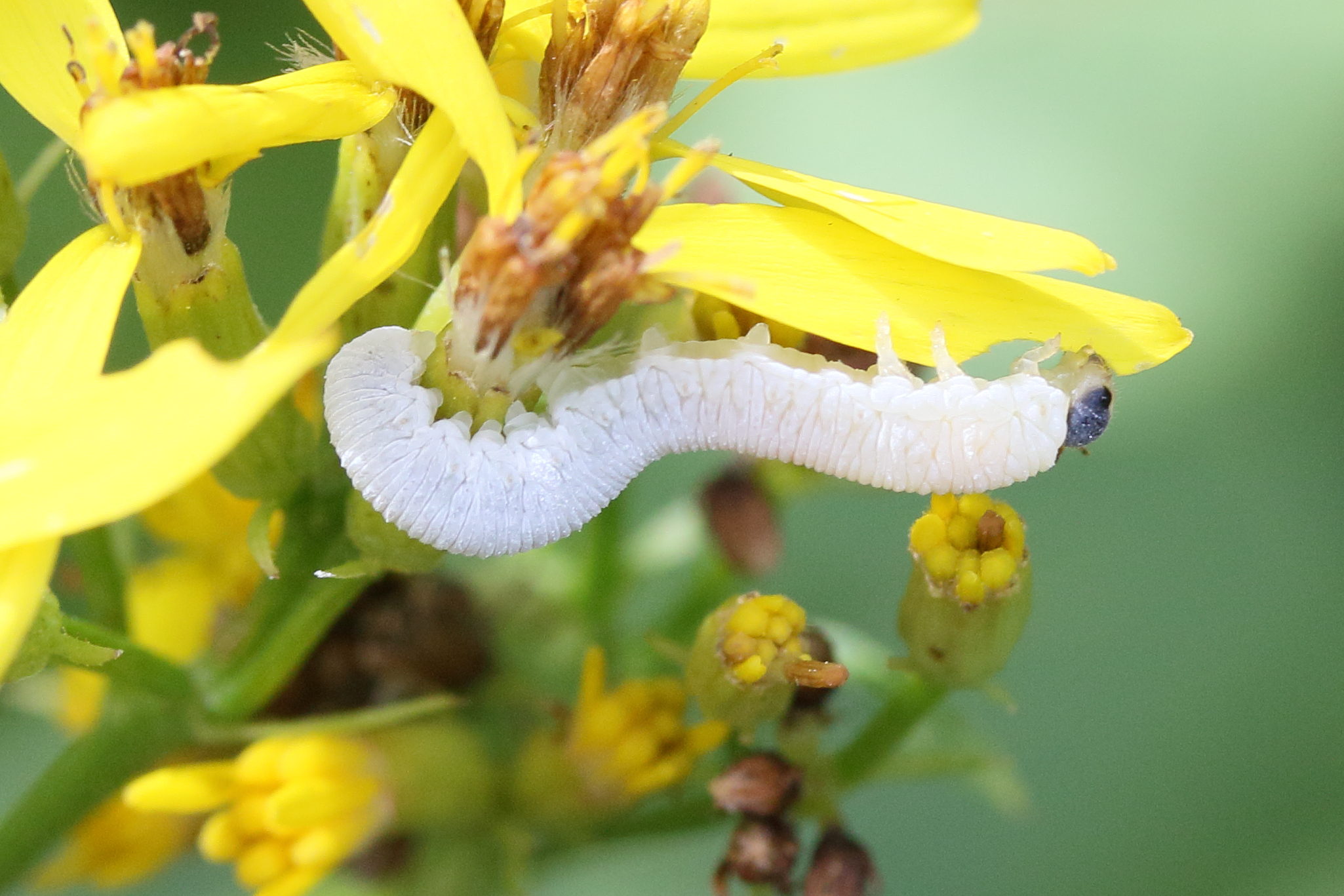 tenthredo_rubricoxis_larv1md