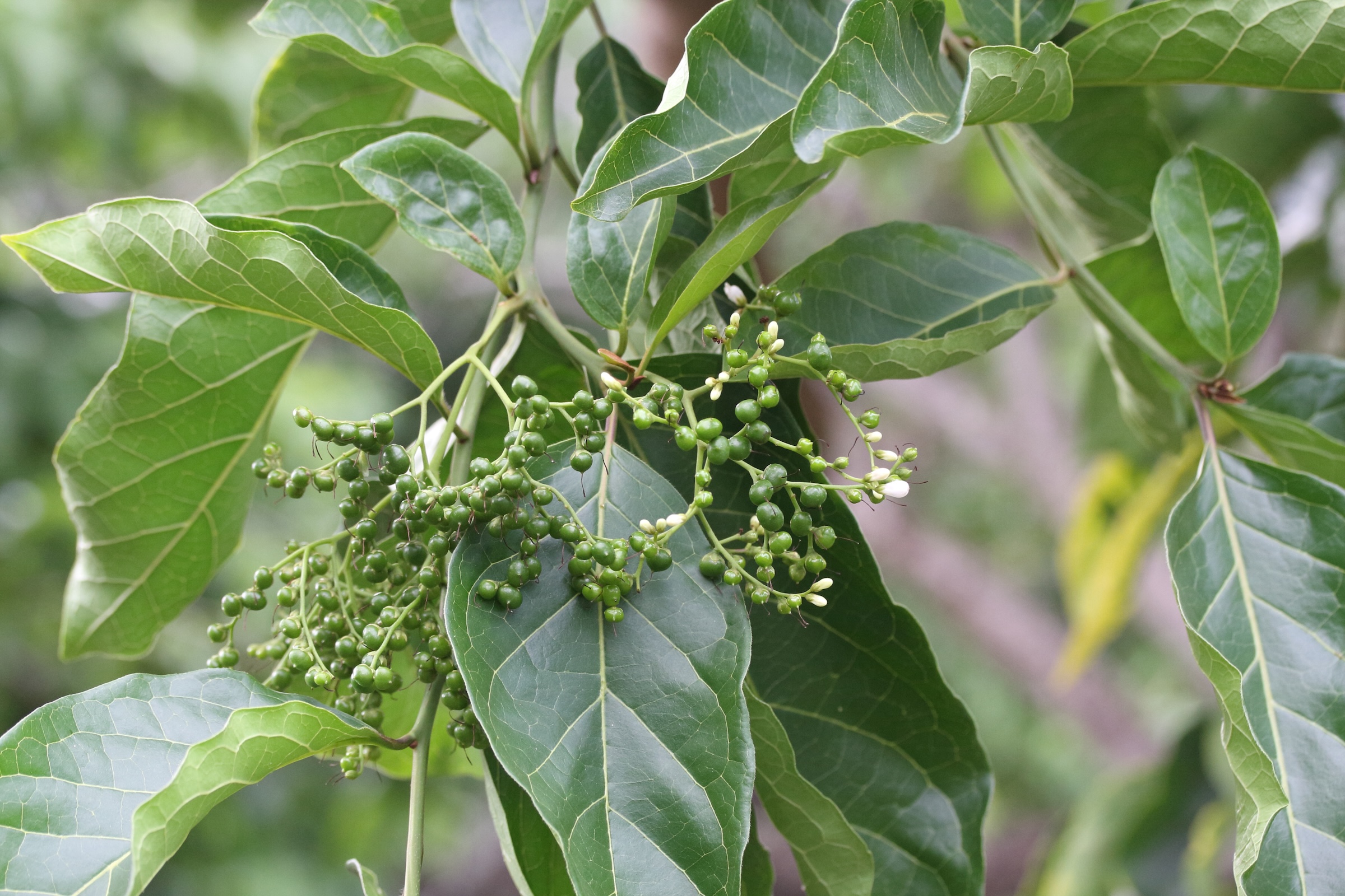 ehretia_cymosa4md