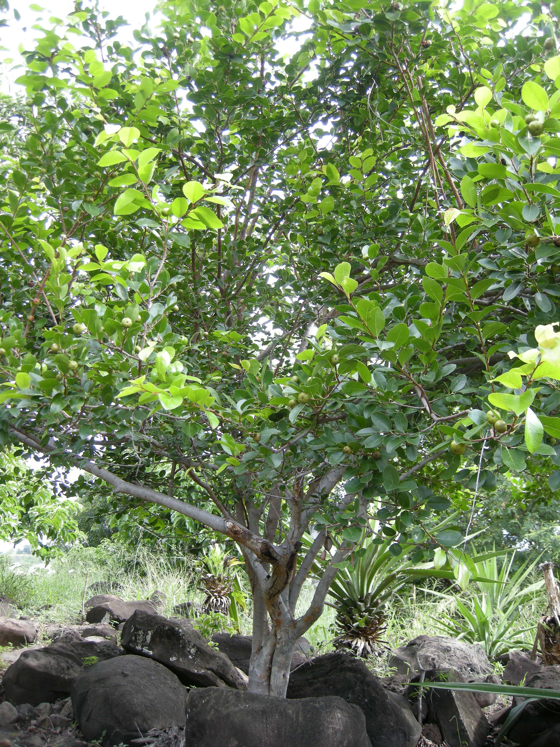 flacourtia_indica1md