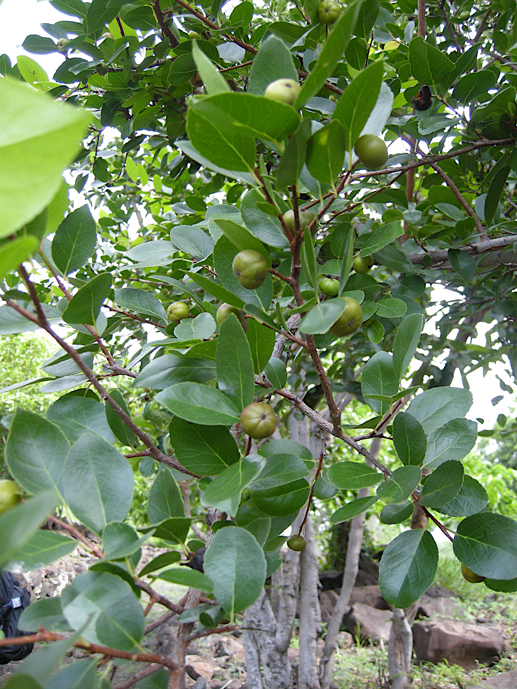 flacourtia_indica2md