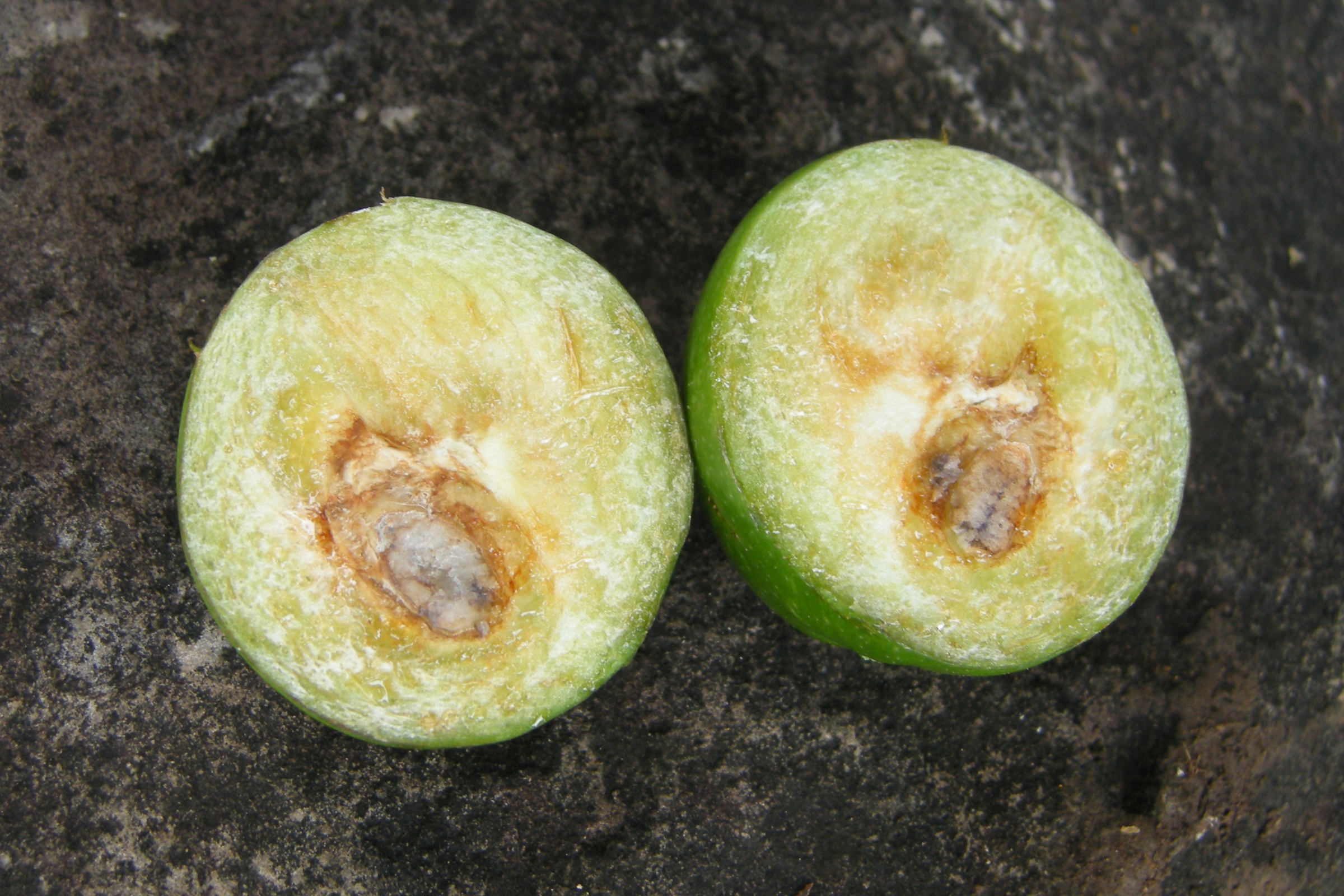 flacourtia_indica3md