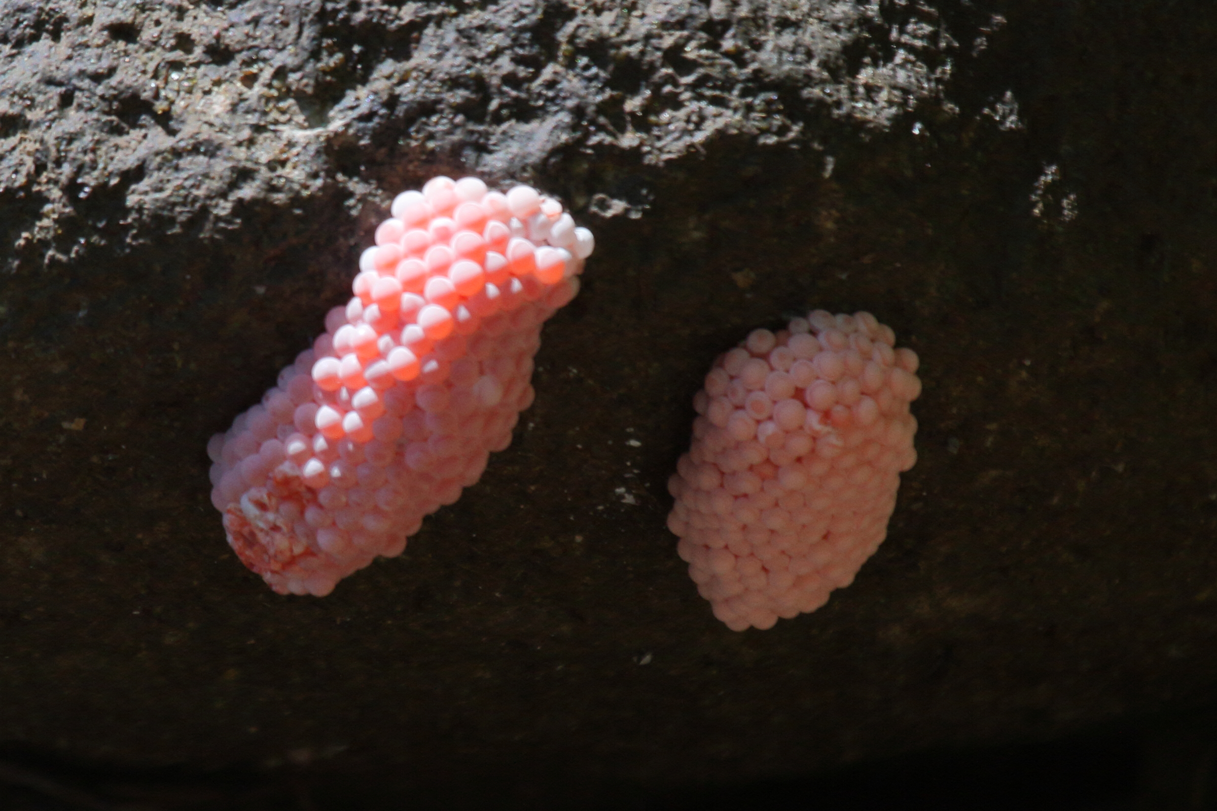 pomacea_caniculata_ponte1bd