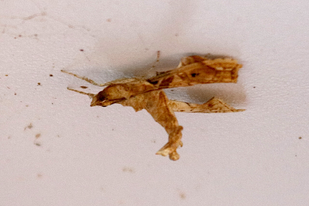 terastia_meticulosalis1bd