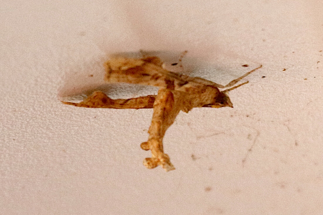 terastia_meticulosalis2bd