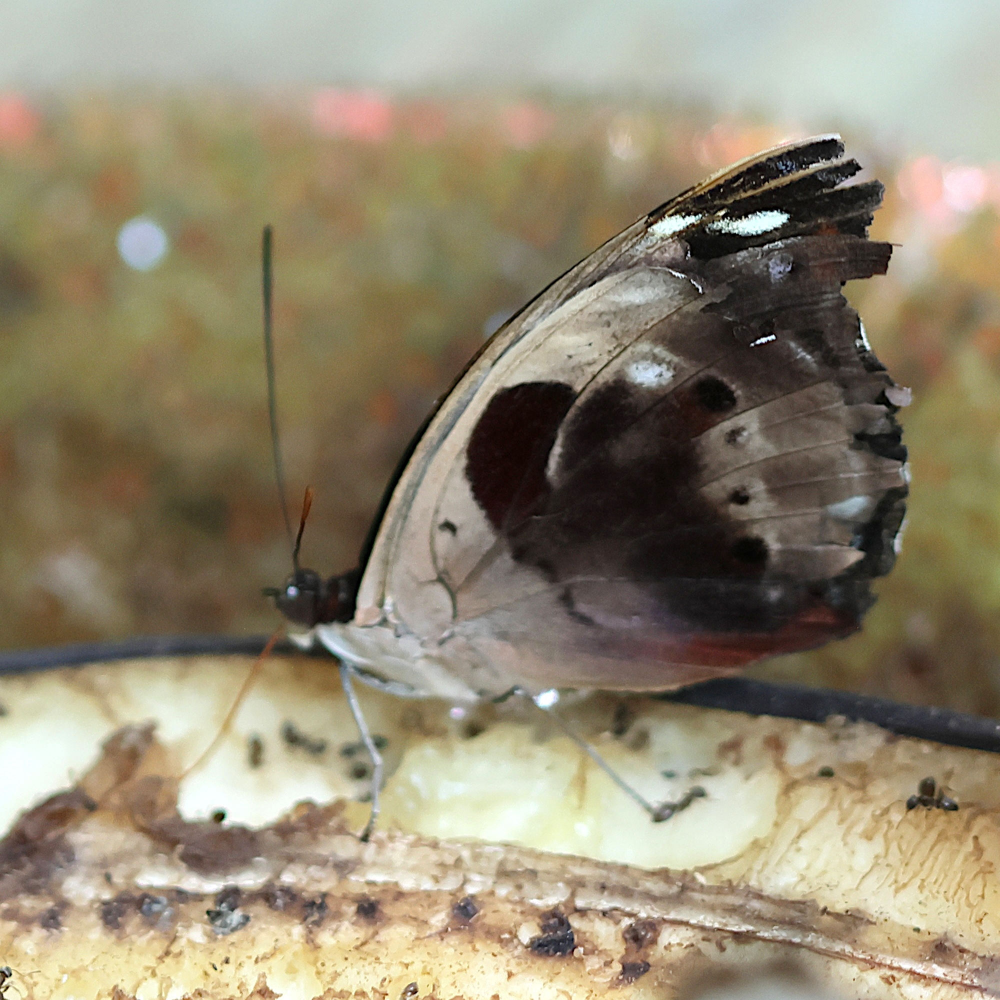 catonephele_numilia4bd