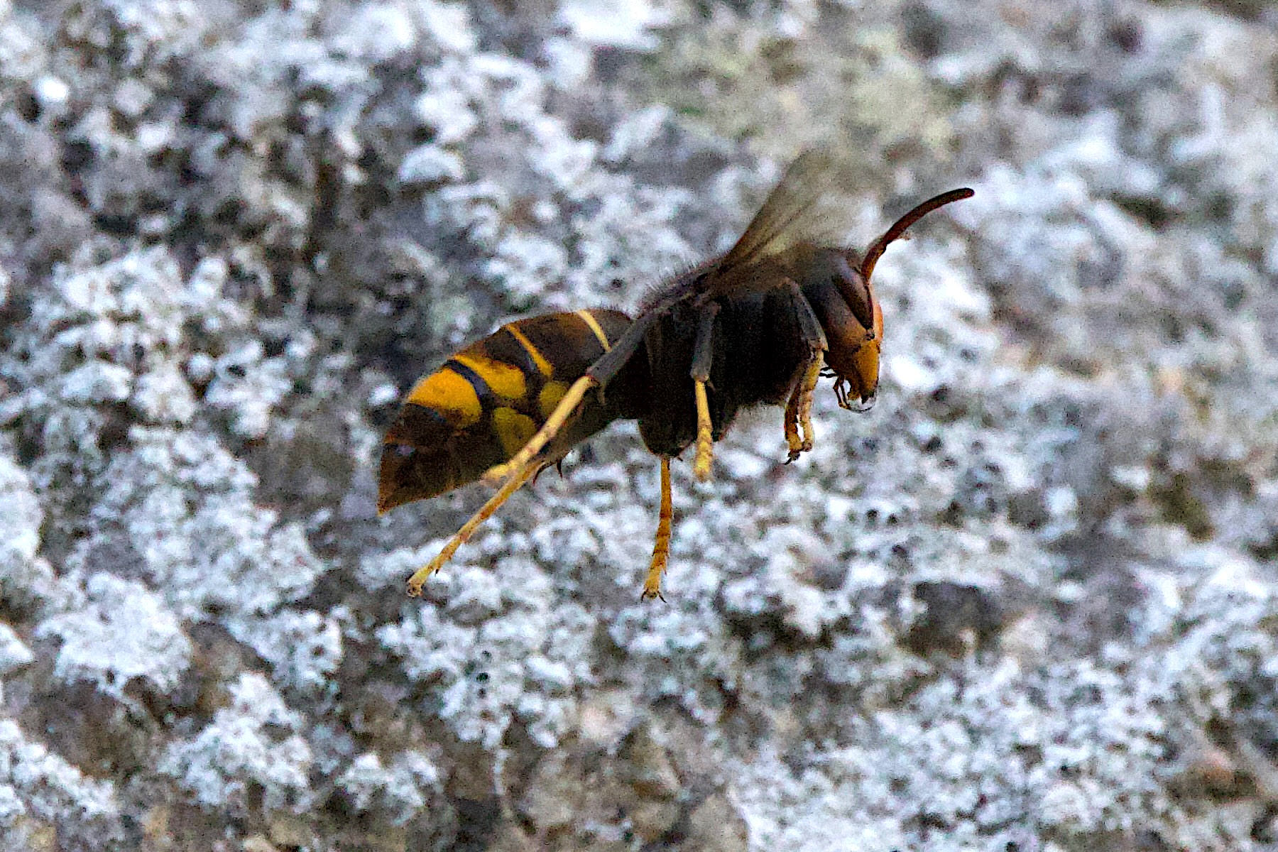 vespa_velutina10md