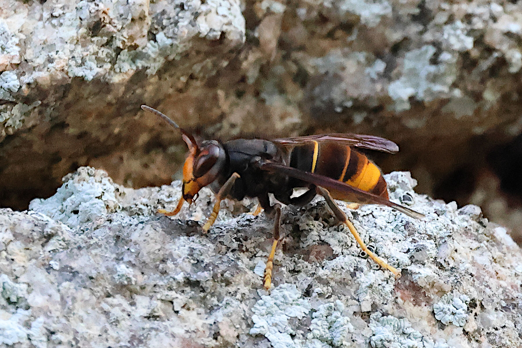 vespa_velutina11md