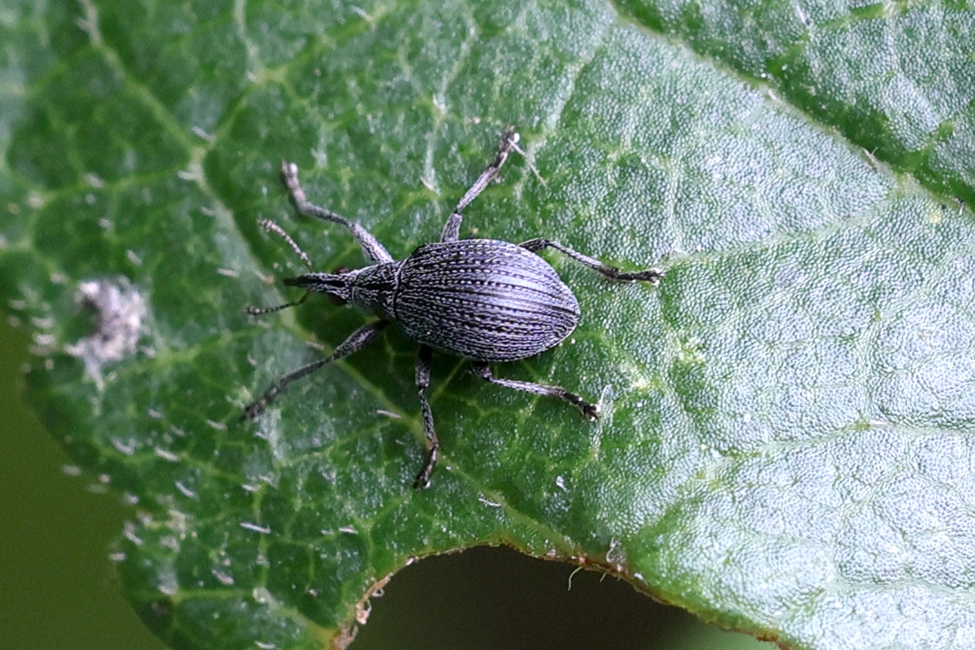 oxystoma_pomonae1md