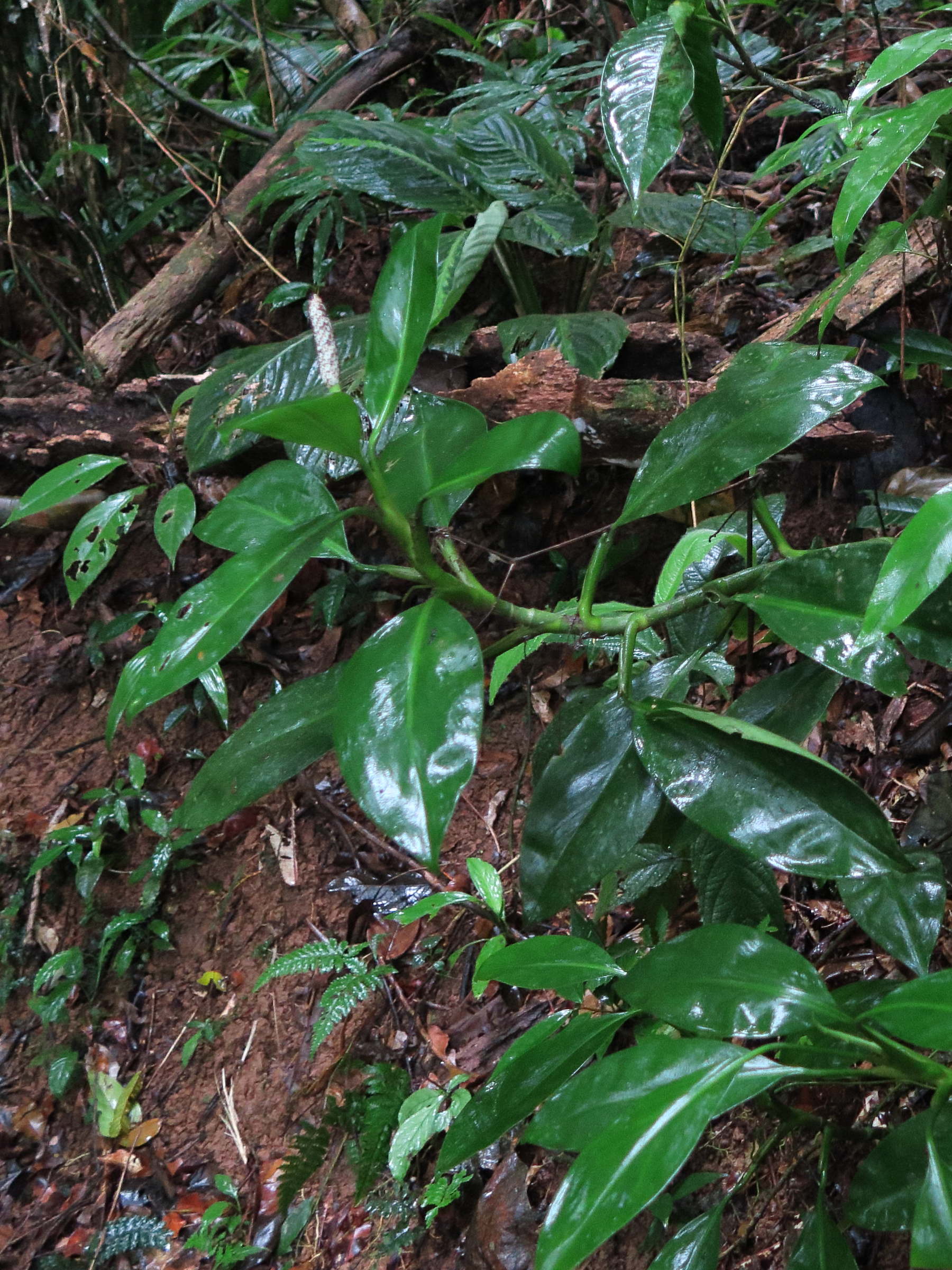 stenospermation_spruceanum1md