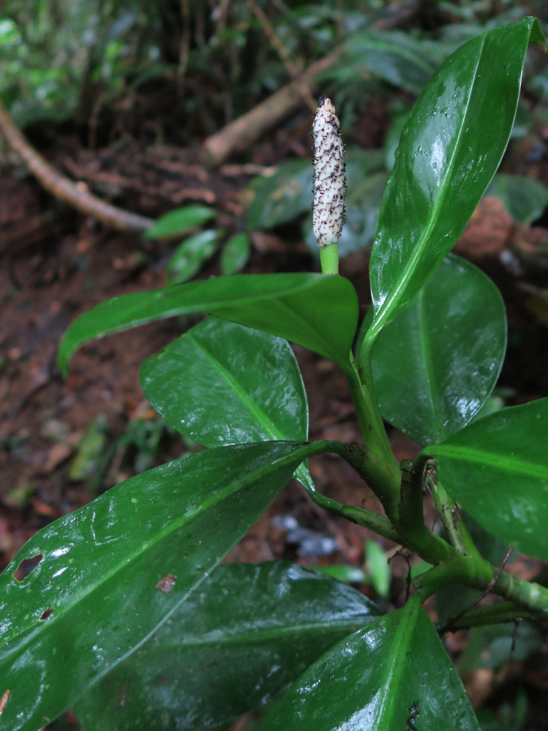 stenospermation_spruceanum2md