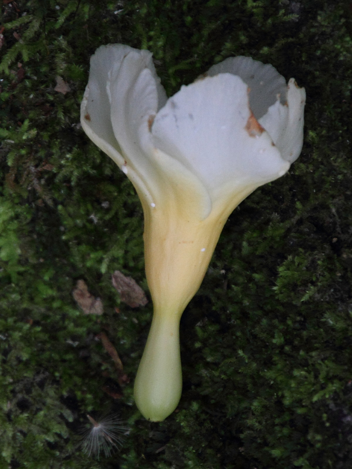 tabernaemontana_litoralis1md