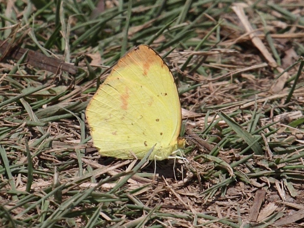 eurema_floricola_floricola1bd