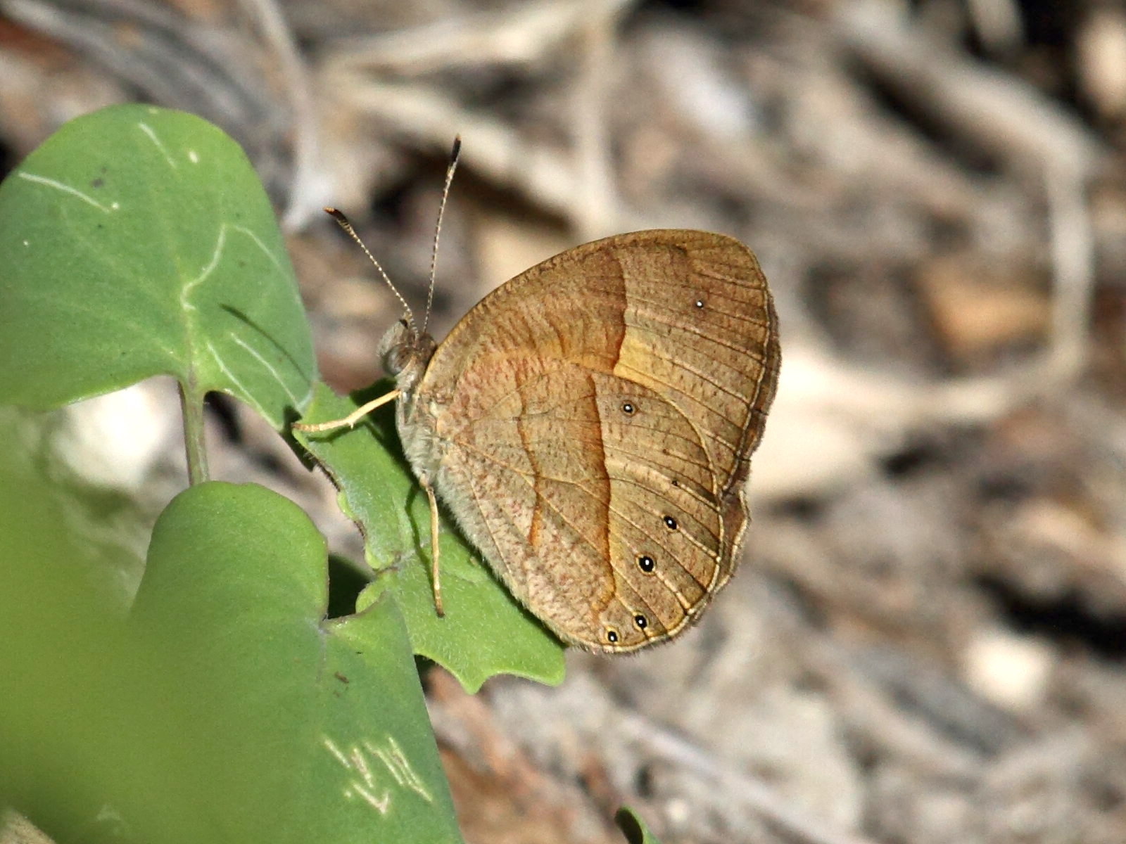 heteropsis_iboina1bd