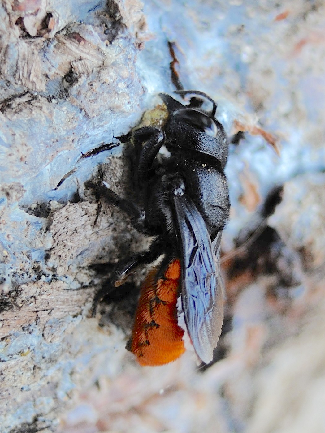 megachile_rufiventris1md