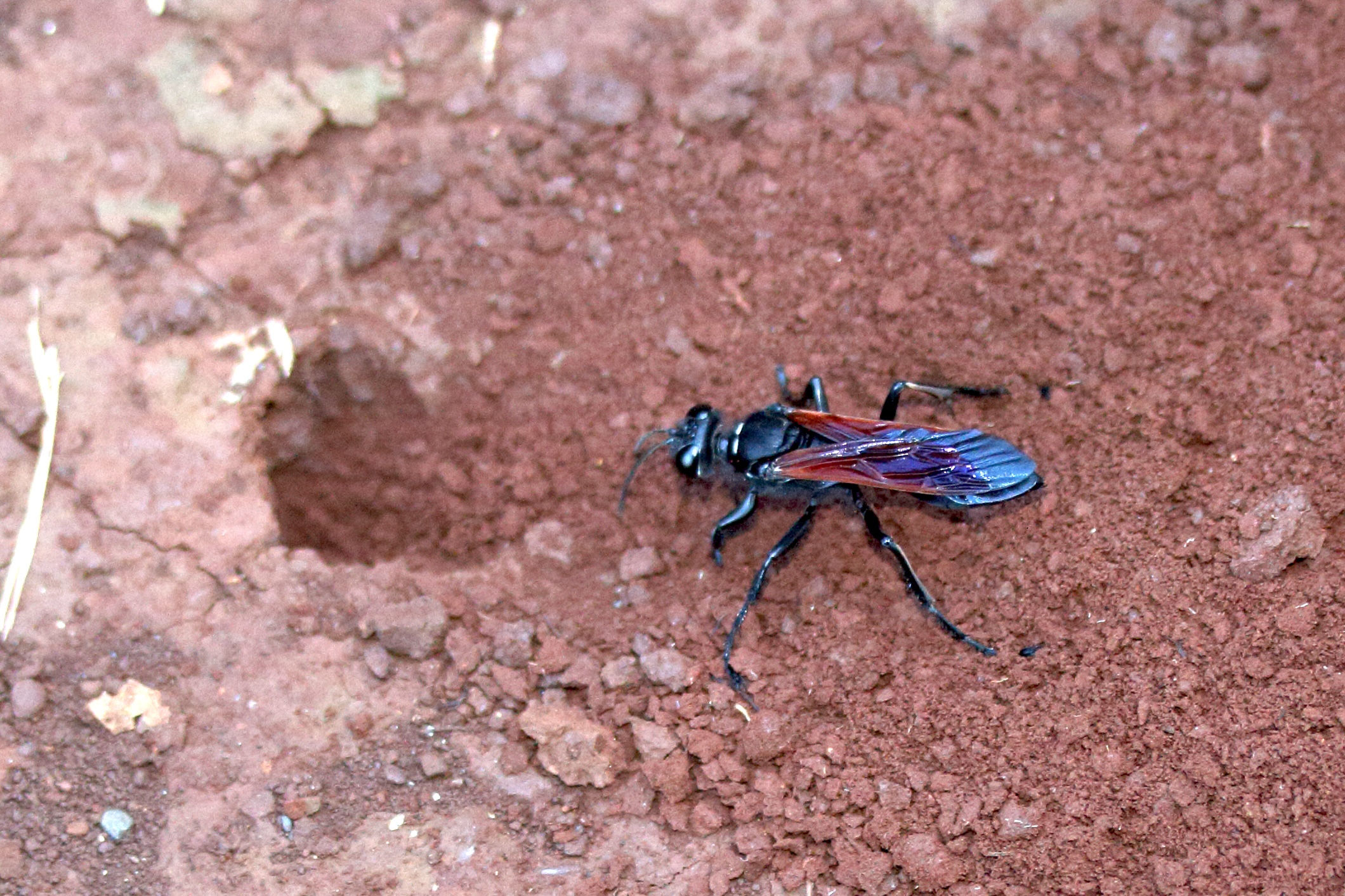 cyphononyx_bretonii_grandidieri1md