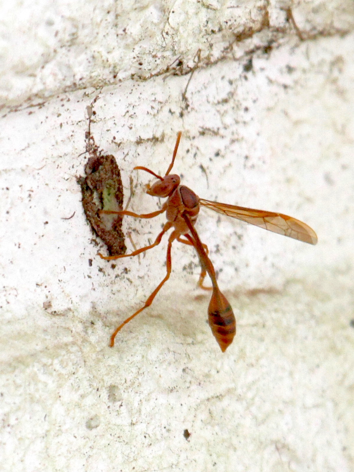belonogaster_sp1bd